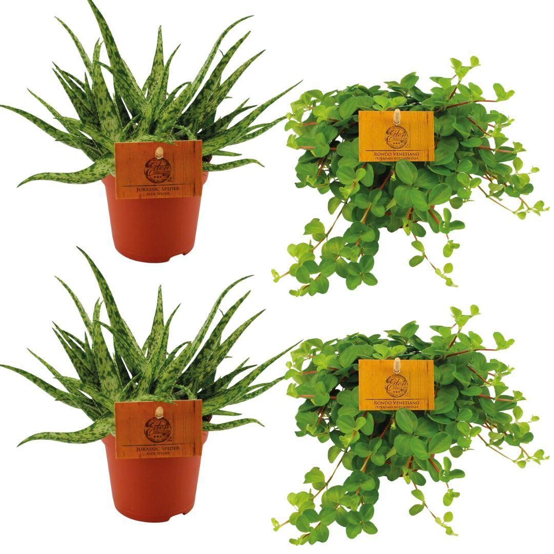Aloe Spider und Peperomia Rotundifolia Zimmerpflanzen Set