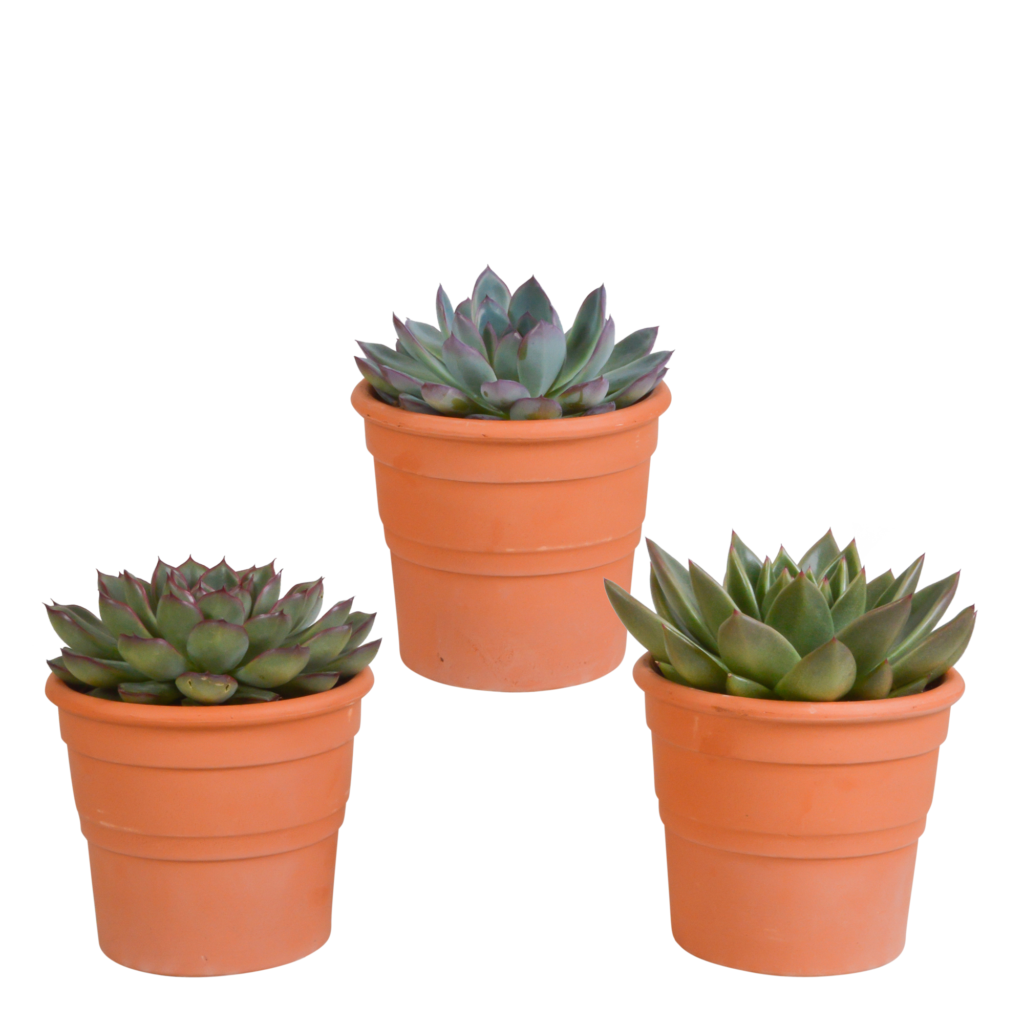 Echeveria Mix in Terrakotta Topf