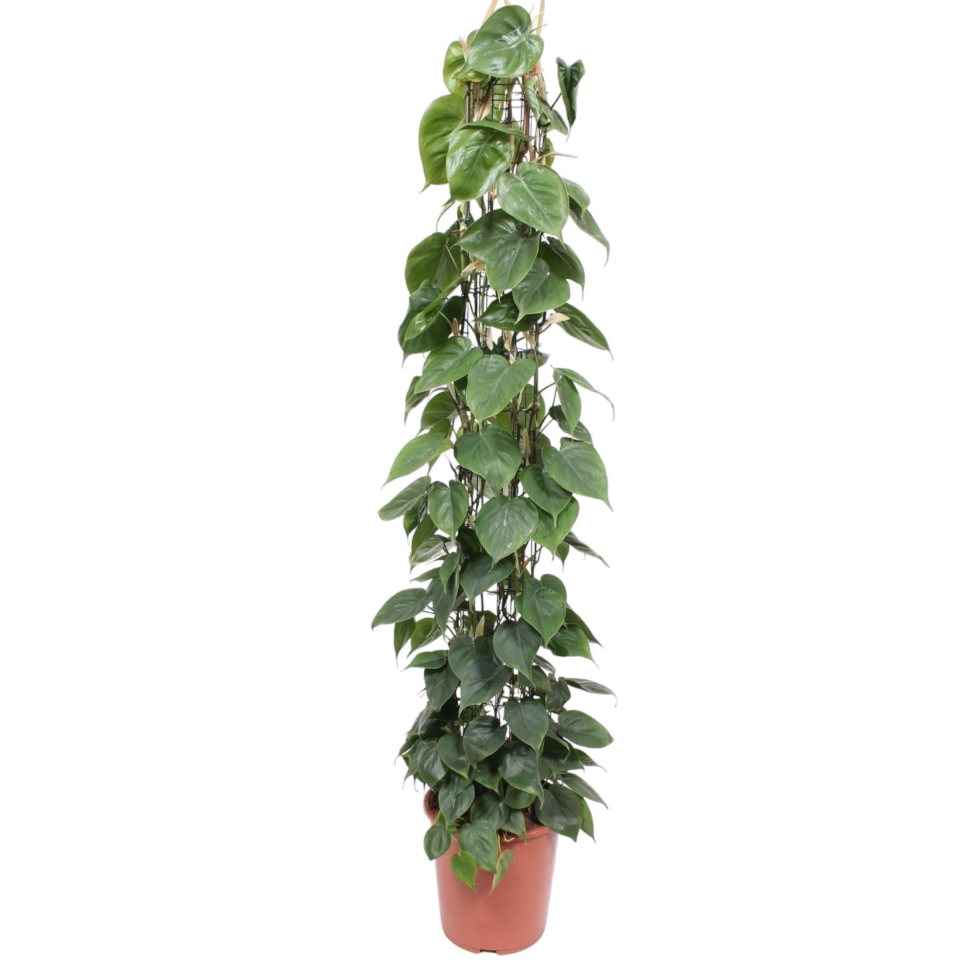 Philodendron Green Wonder Zimmerpflanze