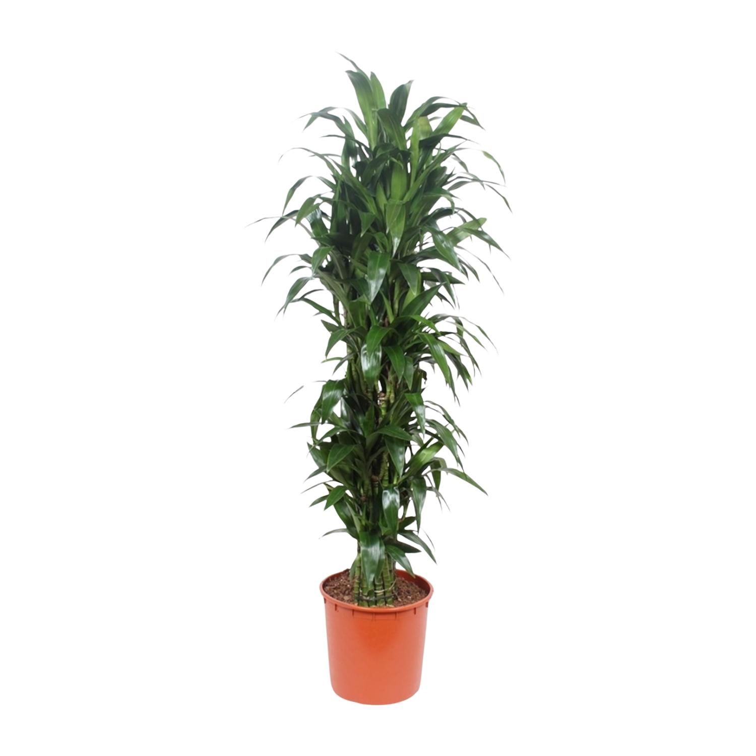 Dracaena Janet Craig - blickdichte grüne Zimmerpflanze