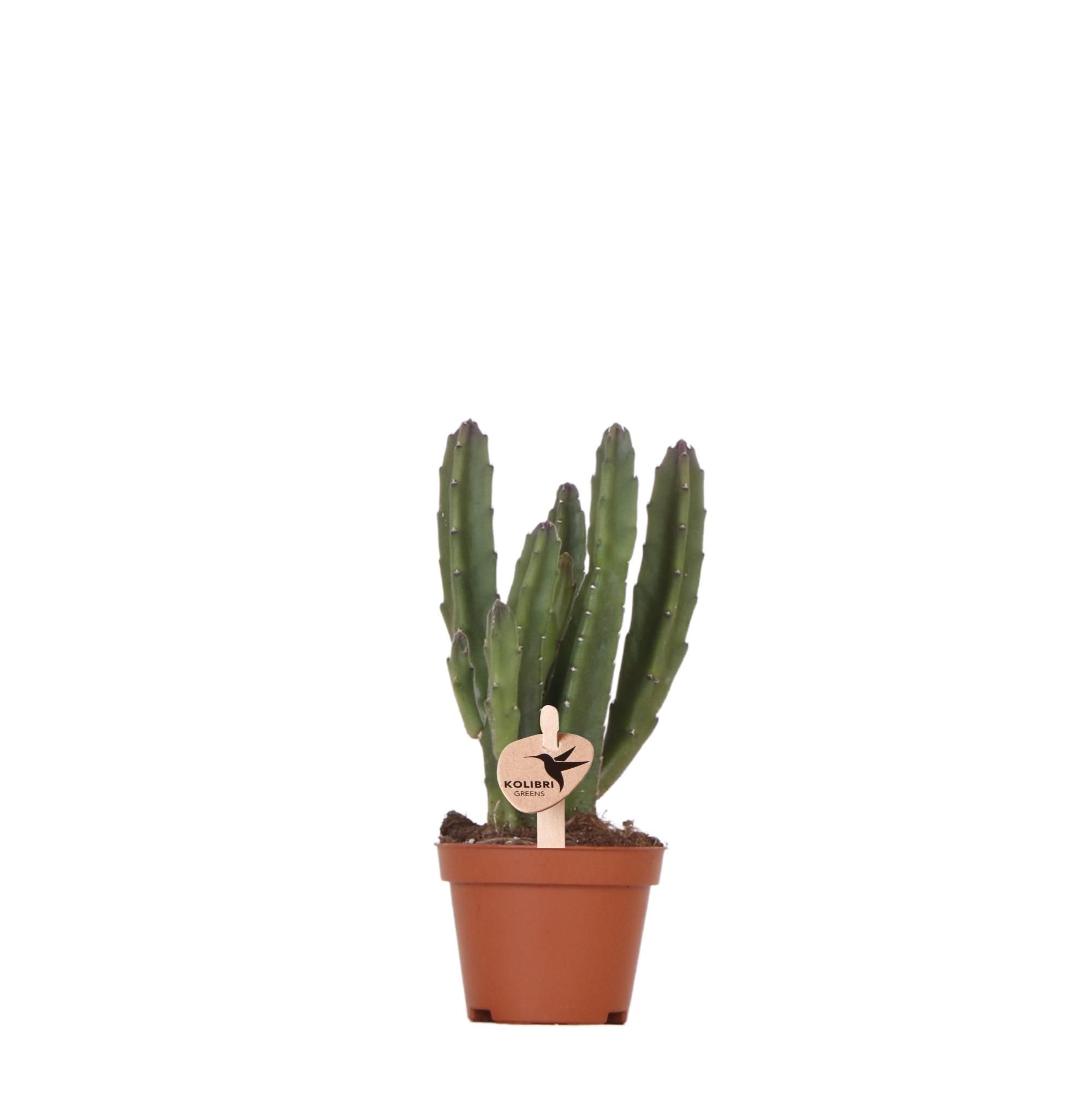 Stapelien Kaktus Zimmerpflanze