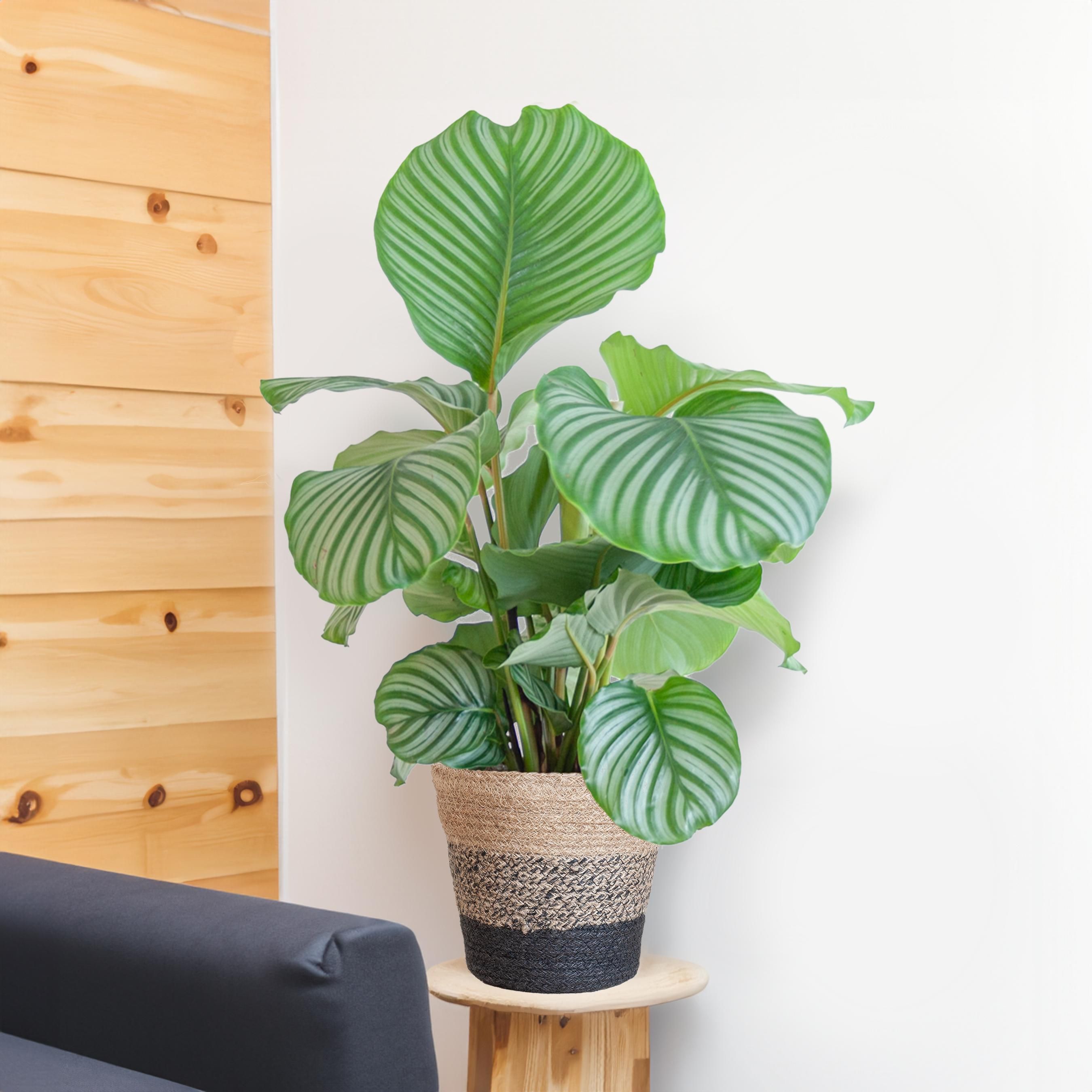 Calathea Orbifolia Zimmerpflanze mit Lissabon Korb