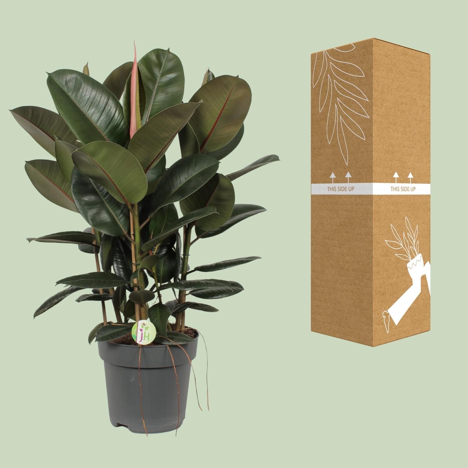 Ficus Robusta Zimmerpflanze