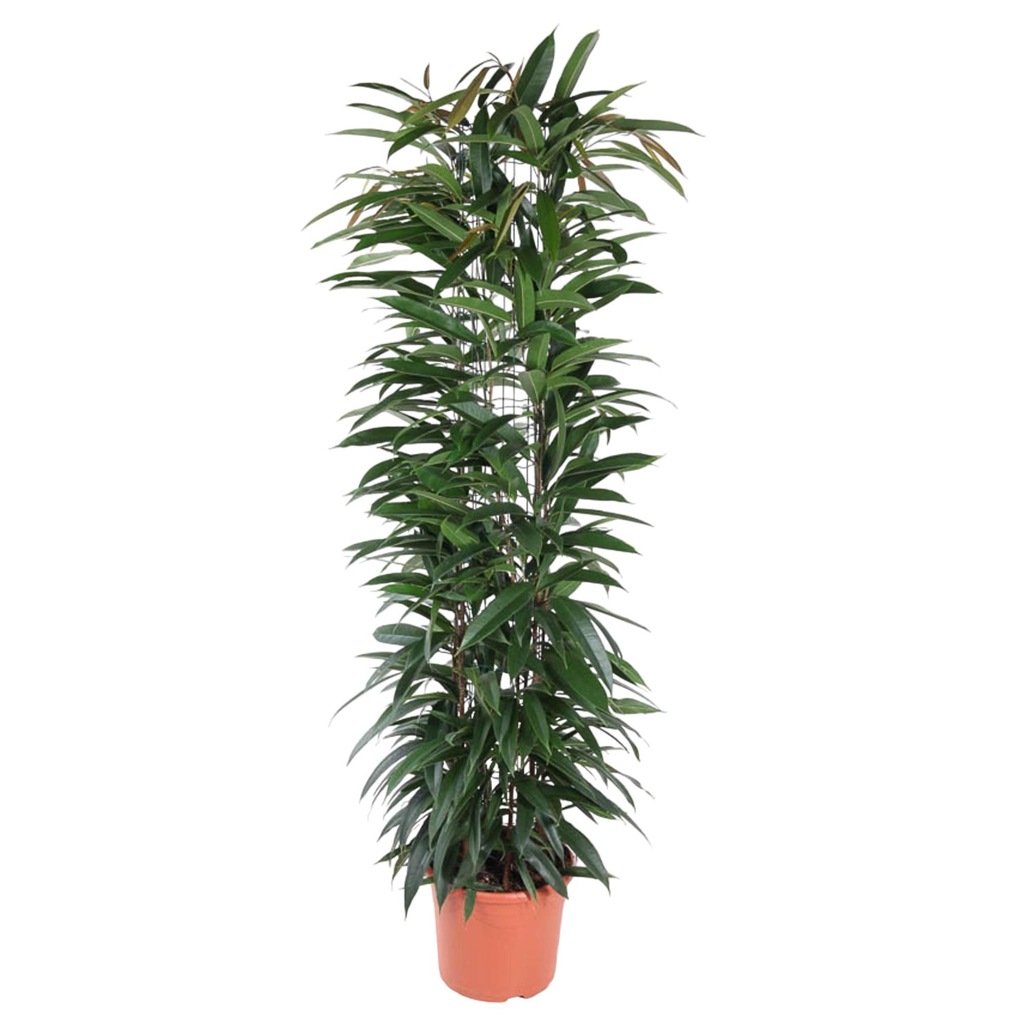 Ficus Alii King Säulenpflanze