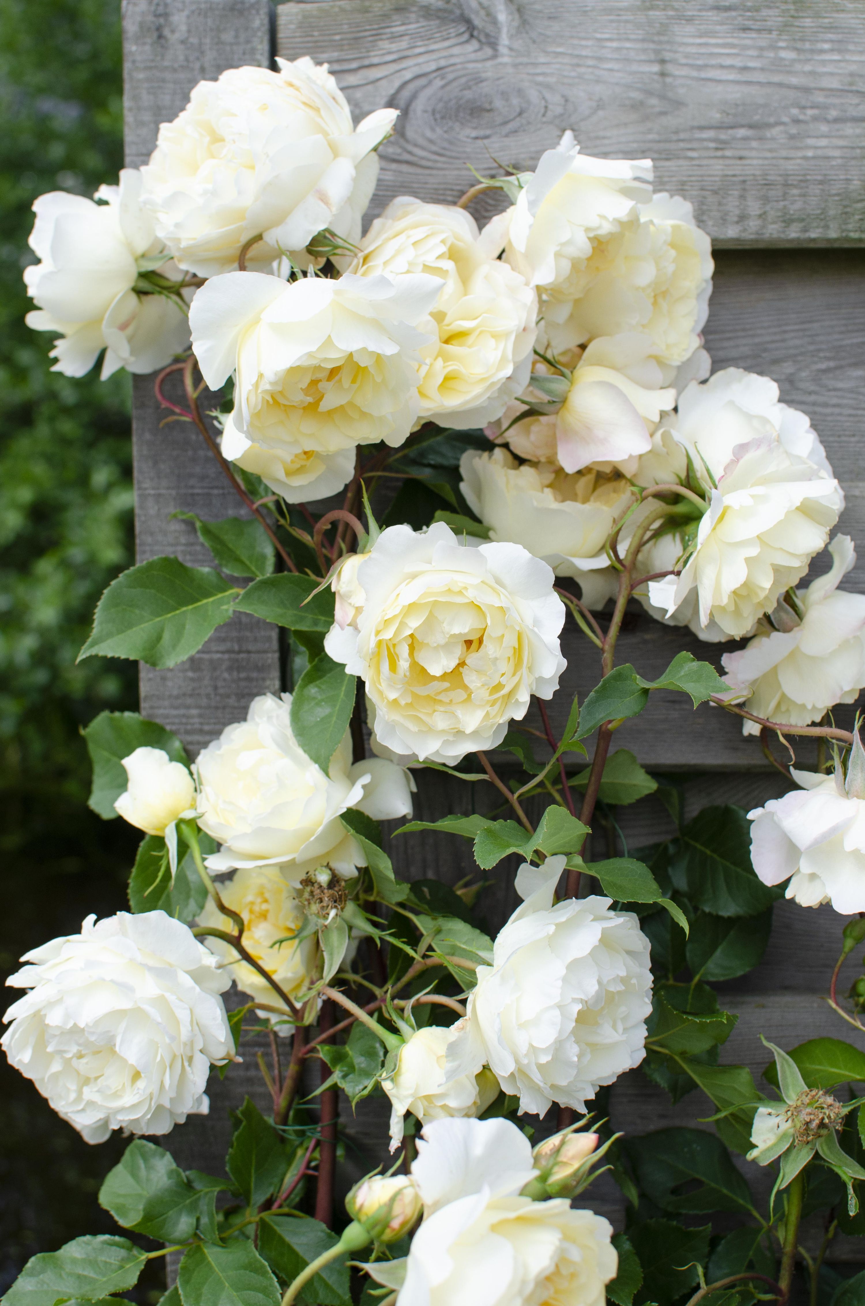 Kletterrose Crazy in Love Vanilla