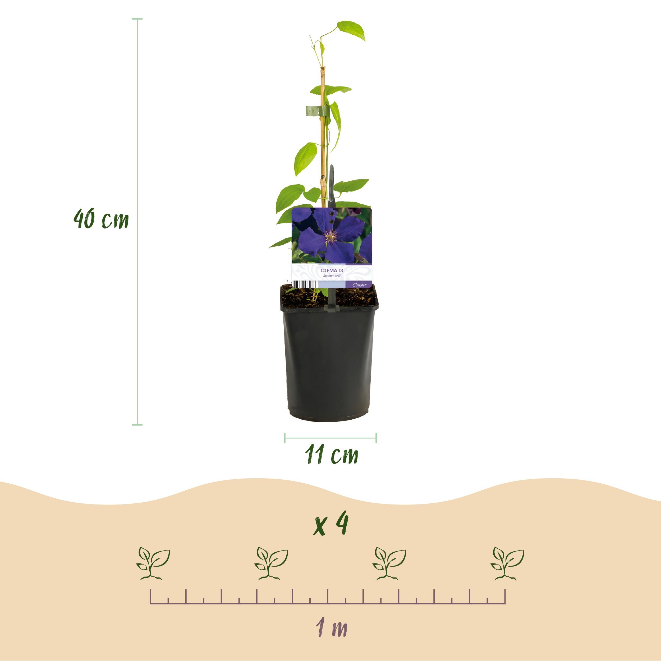 Kletterpflanze Clematis Jackmanii | Blaue Blüten | Wenig Pflege | 2 Pflanzen