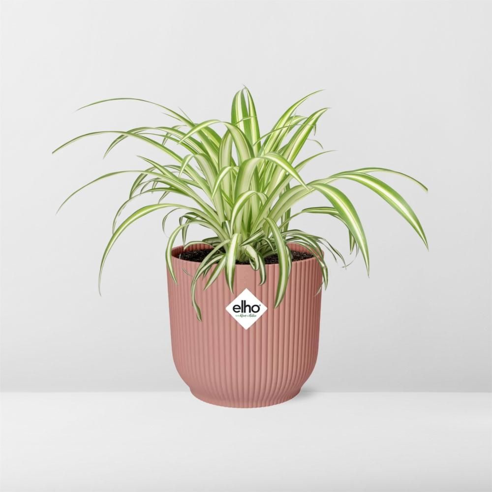 Grünlilie Chlorophytum Comosum Variegatum in ELHO Vibes Fold Topf