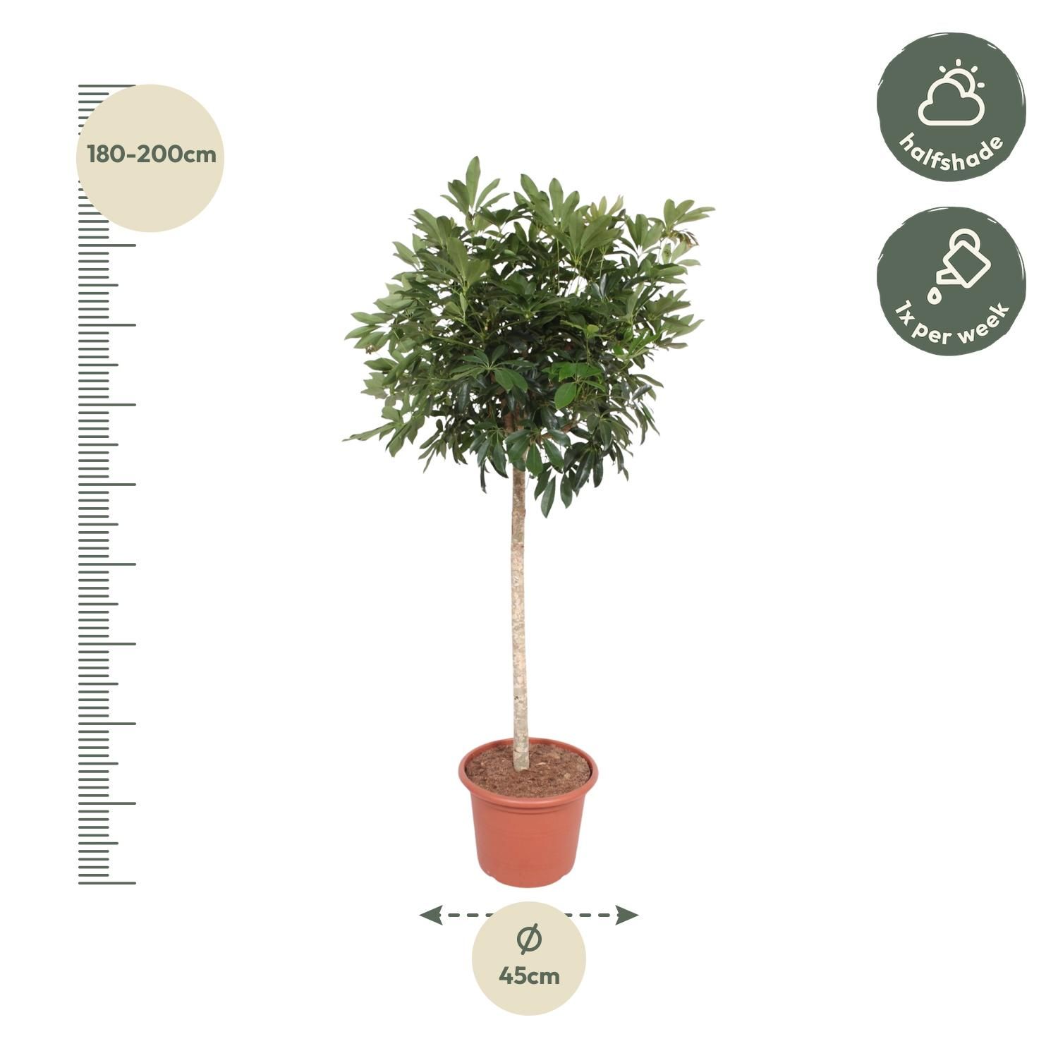 Schefflera Arboricola Kompakta Baum - 190 cm – Ø 45 cm Topfgröße