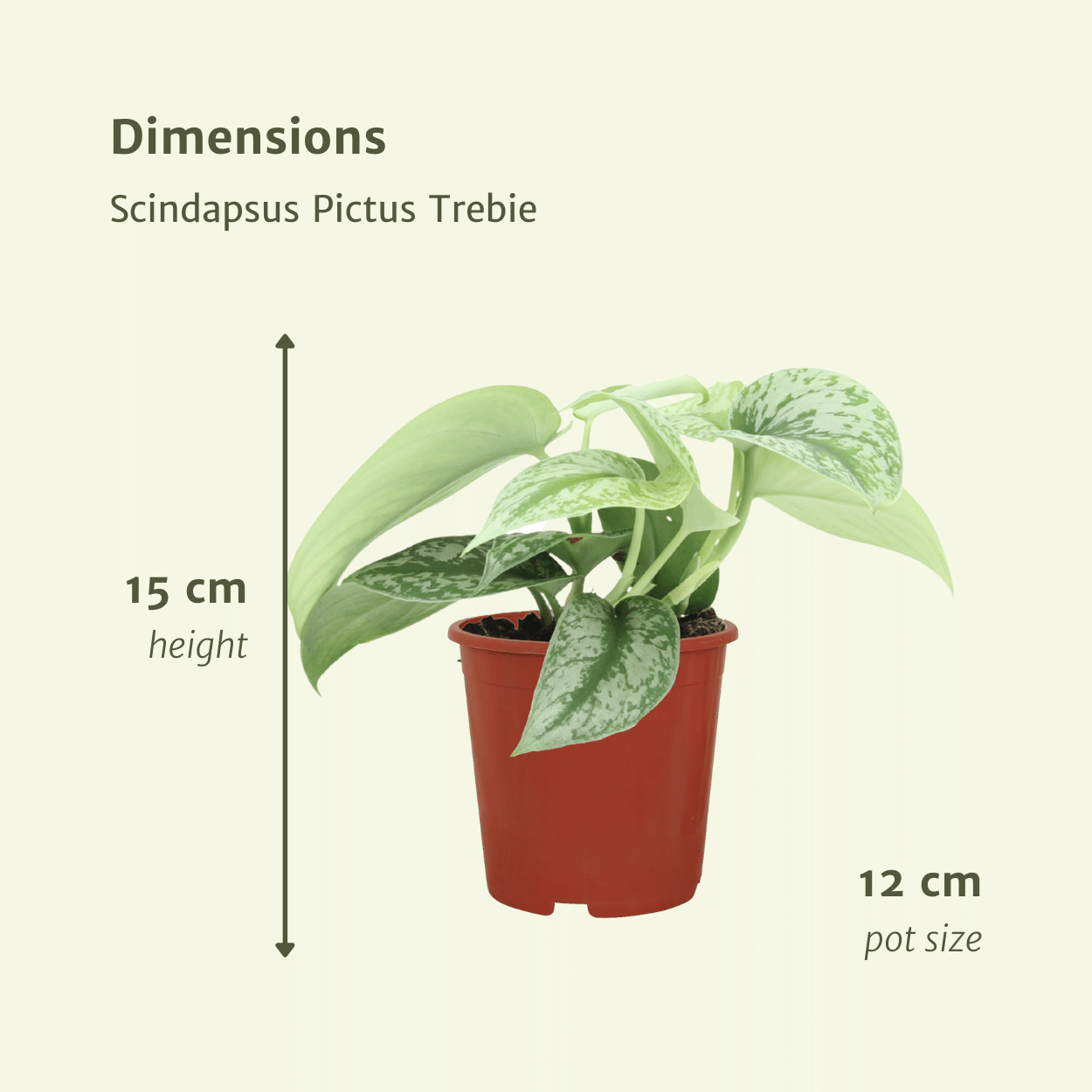 Scindapsus Pictus Trebie Zimmerpflanze