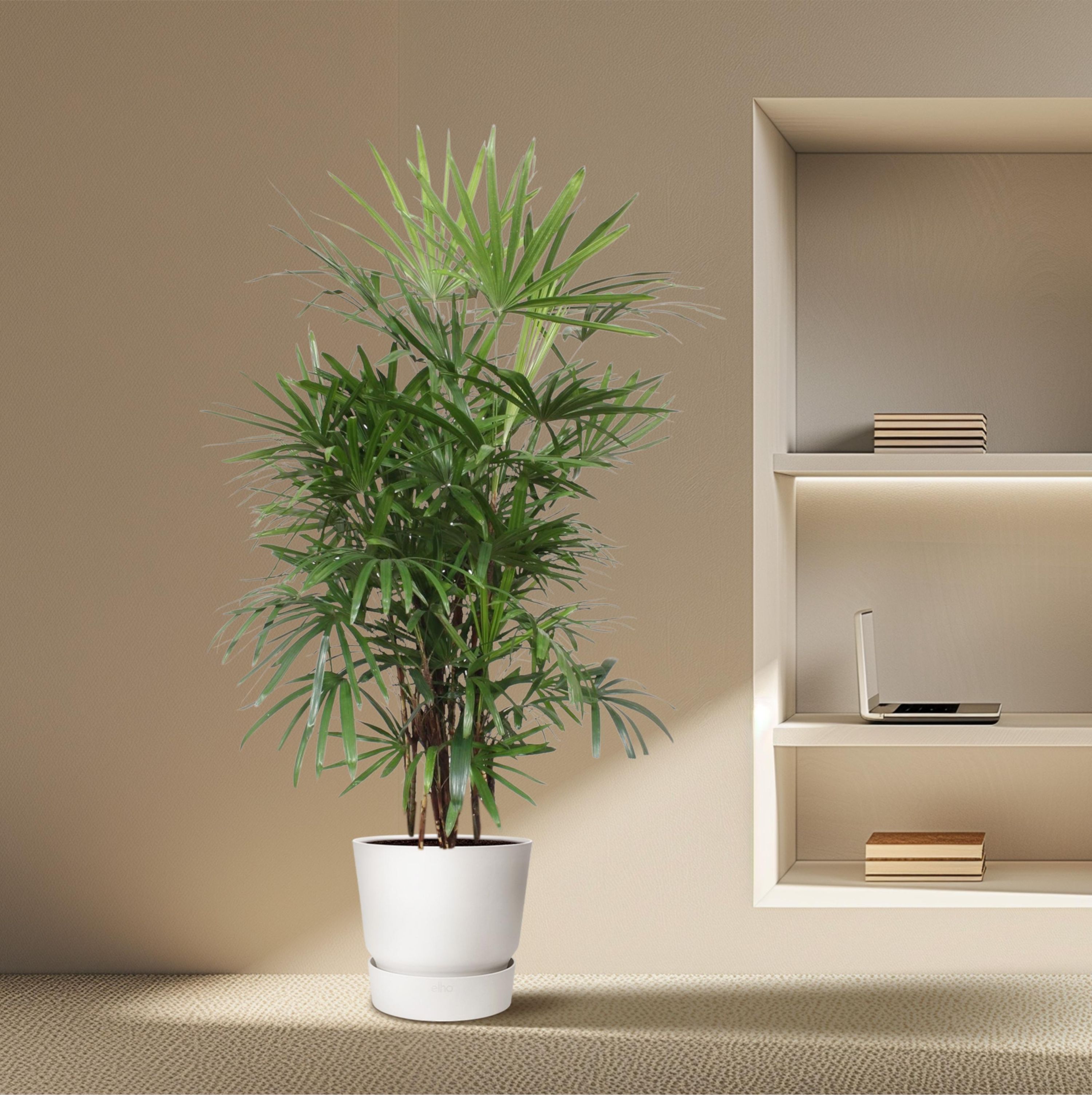 Rhapis Excelsa Damenpalme elegant grün