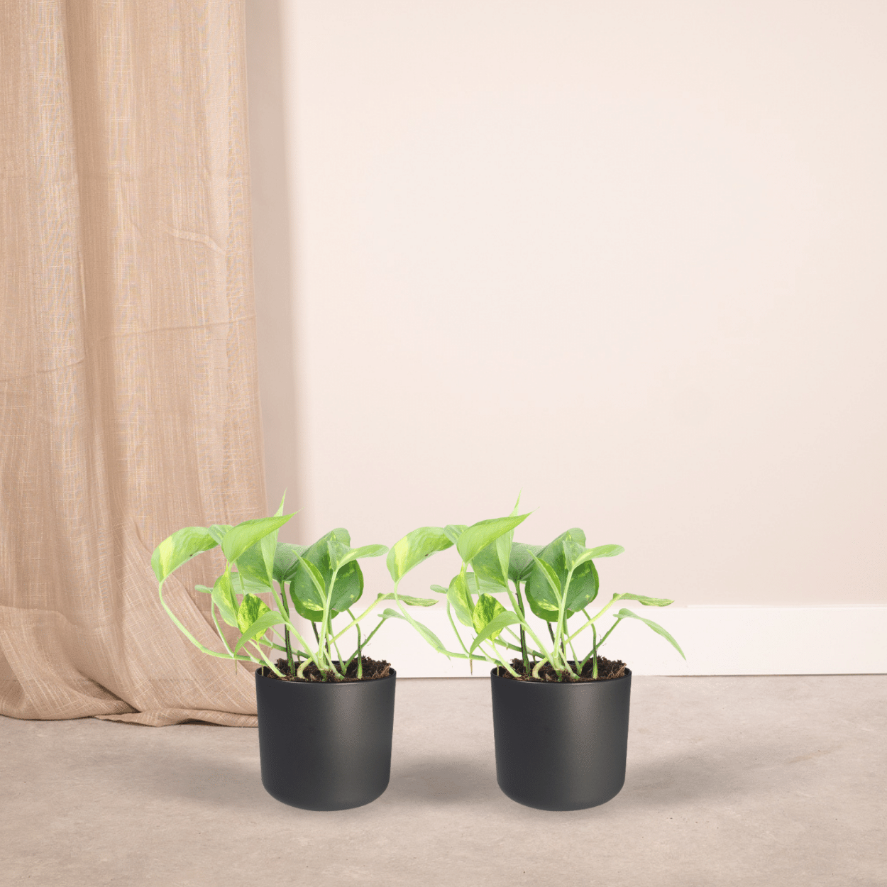 Pflegeleichte Epipremnum Aureum Zimmerpflanze