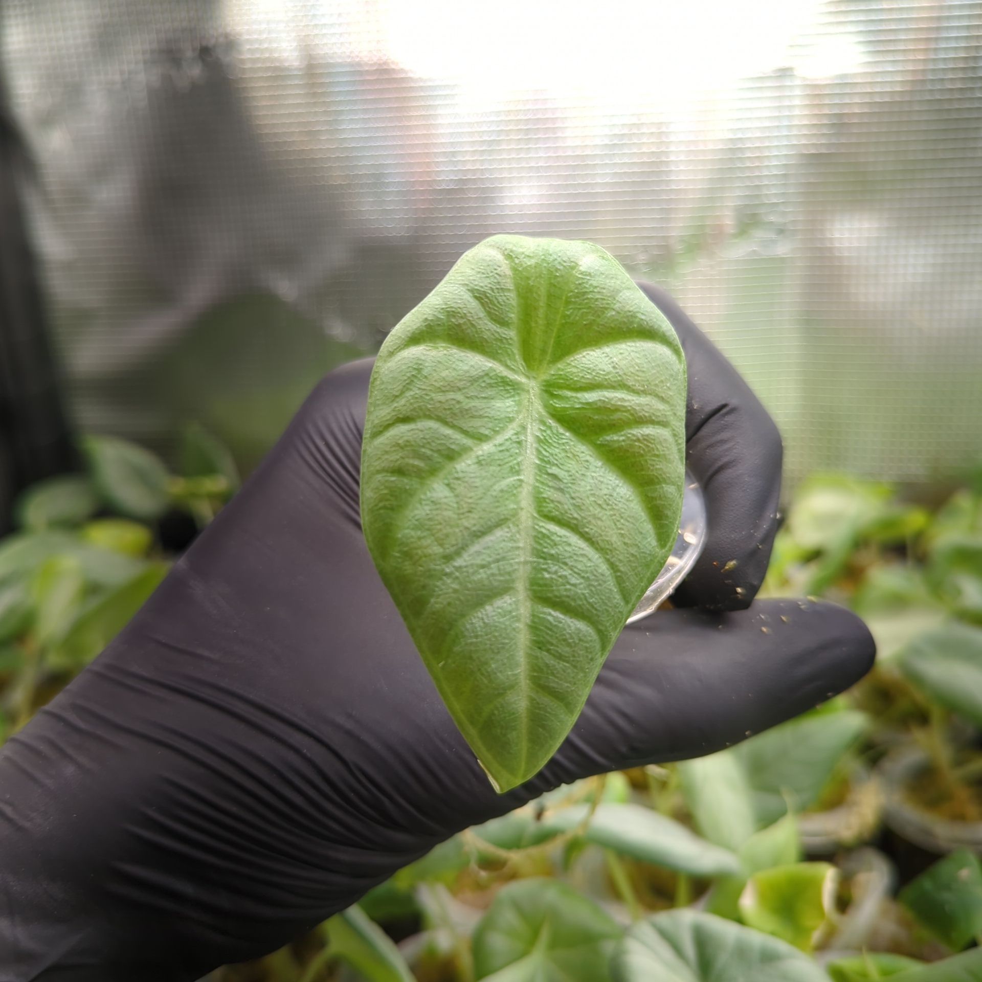 Alocasia maharani + selbstbewässernder Übertopf