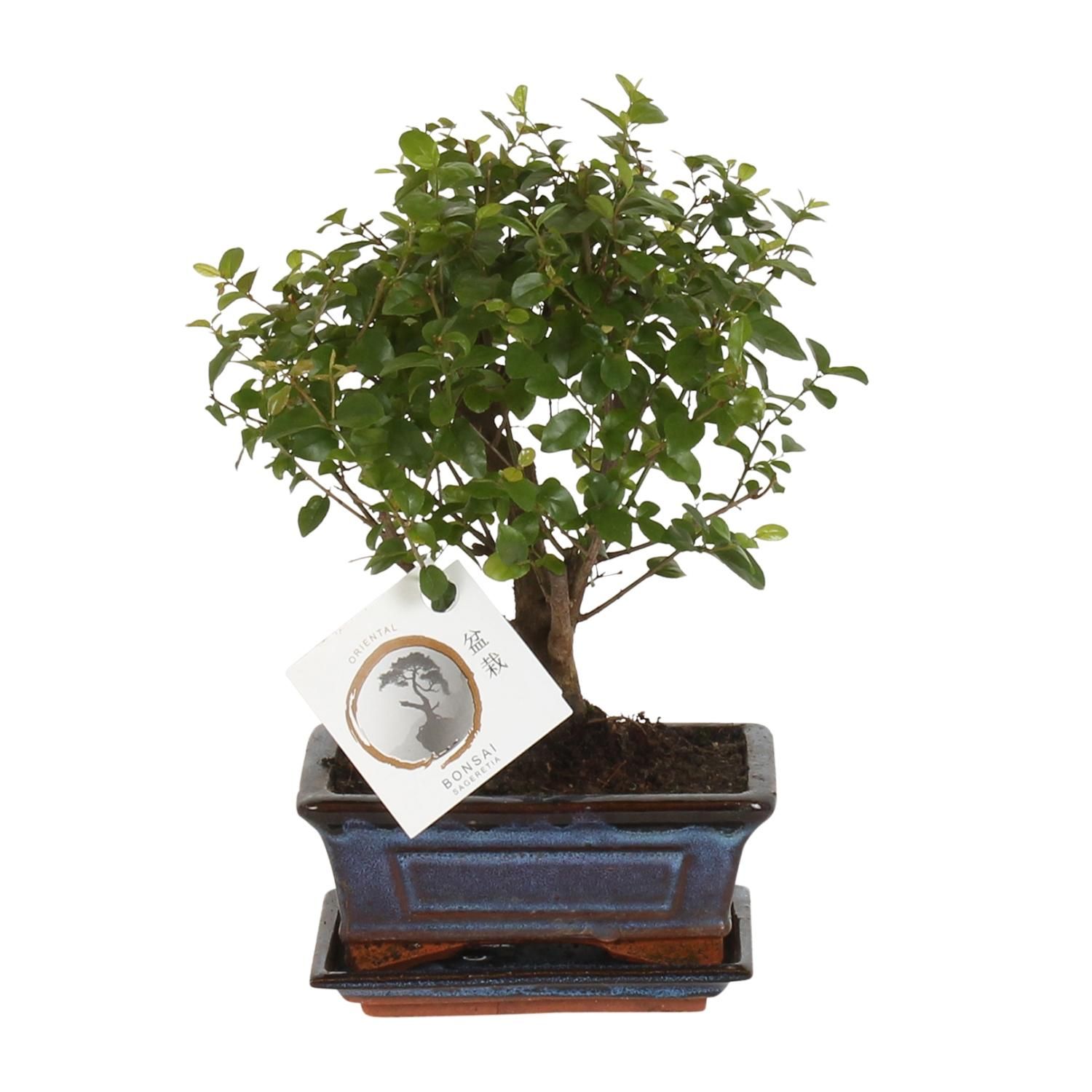 Bonsai Sageretia Kugelform