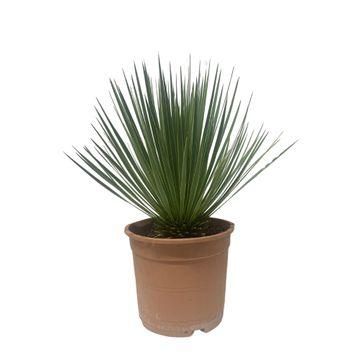 Yucca Rostrata – 60 cm Größe – im ø24cm Topf – robuste Gartenpflanze