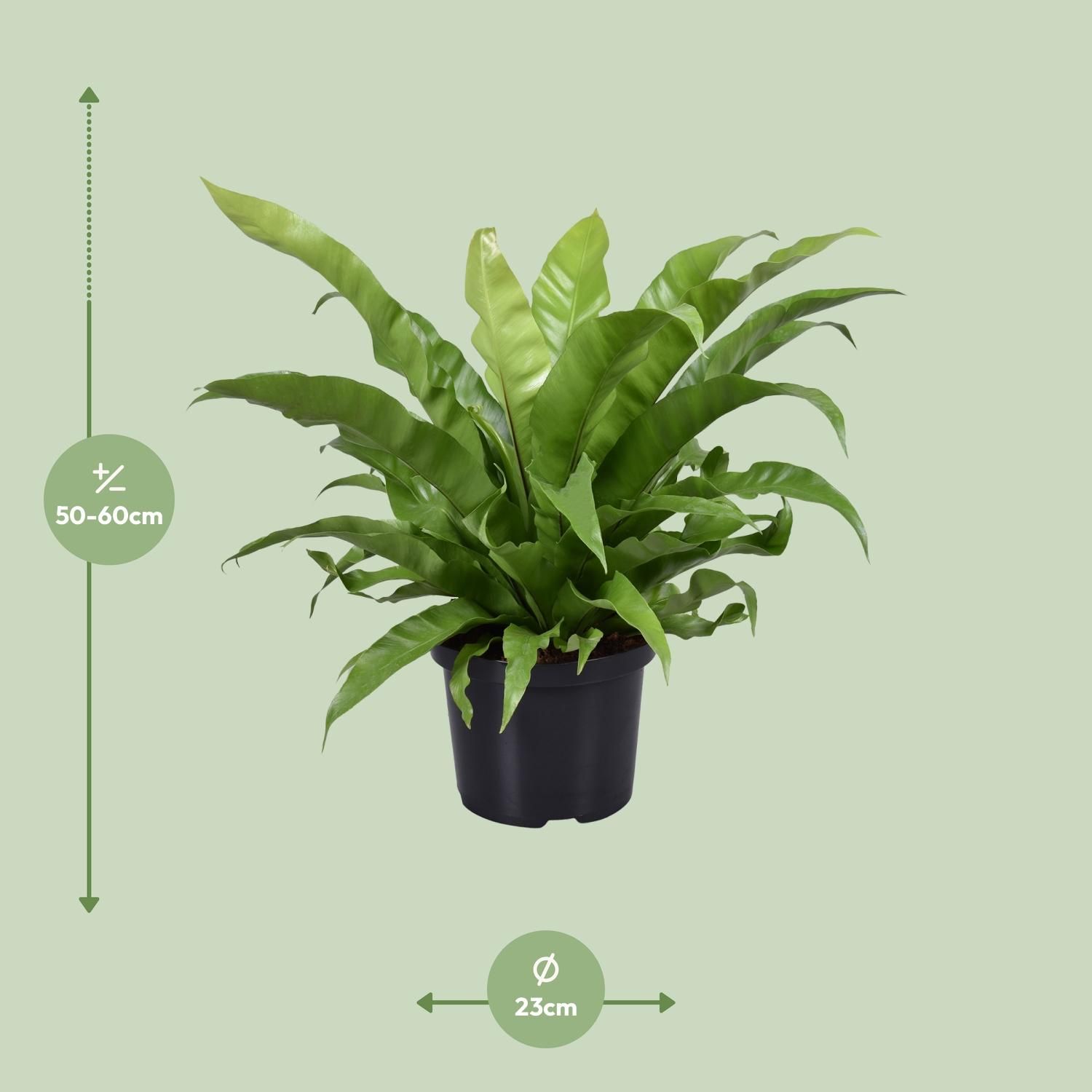 Eleganter Asplenium Antiquum Zimmerfarn