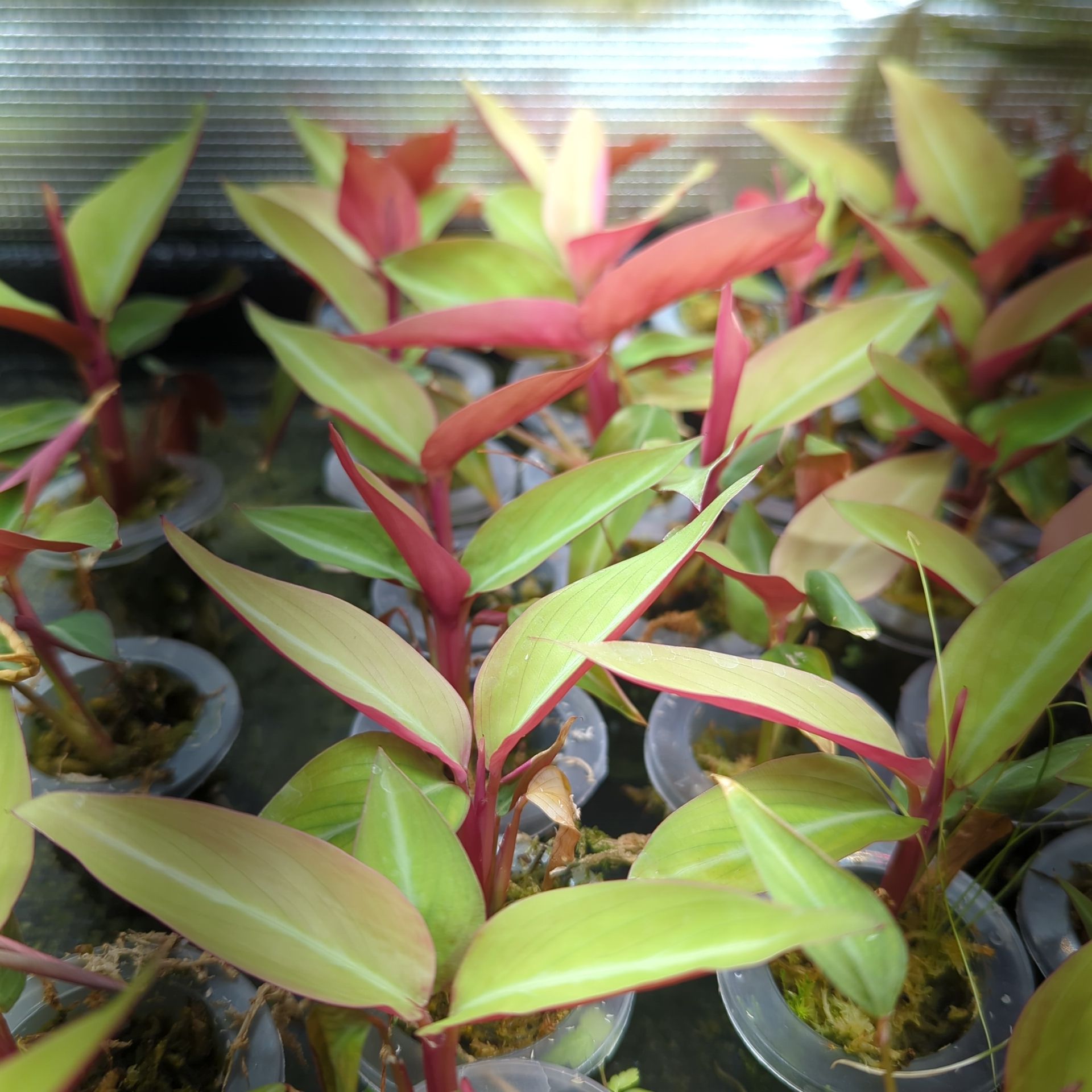 Baby Stromanthe Sanguinea