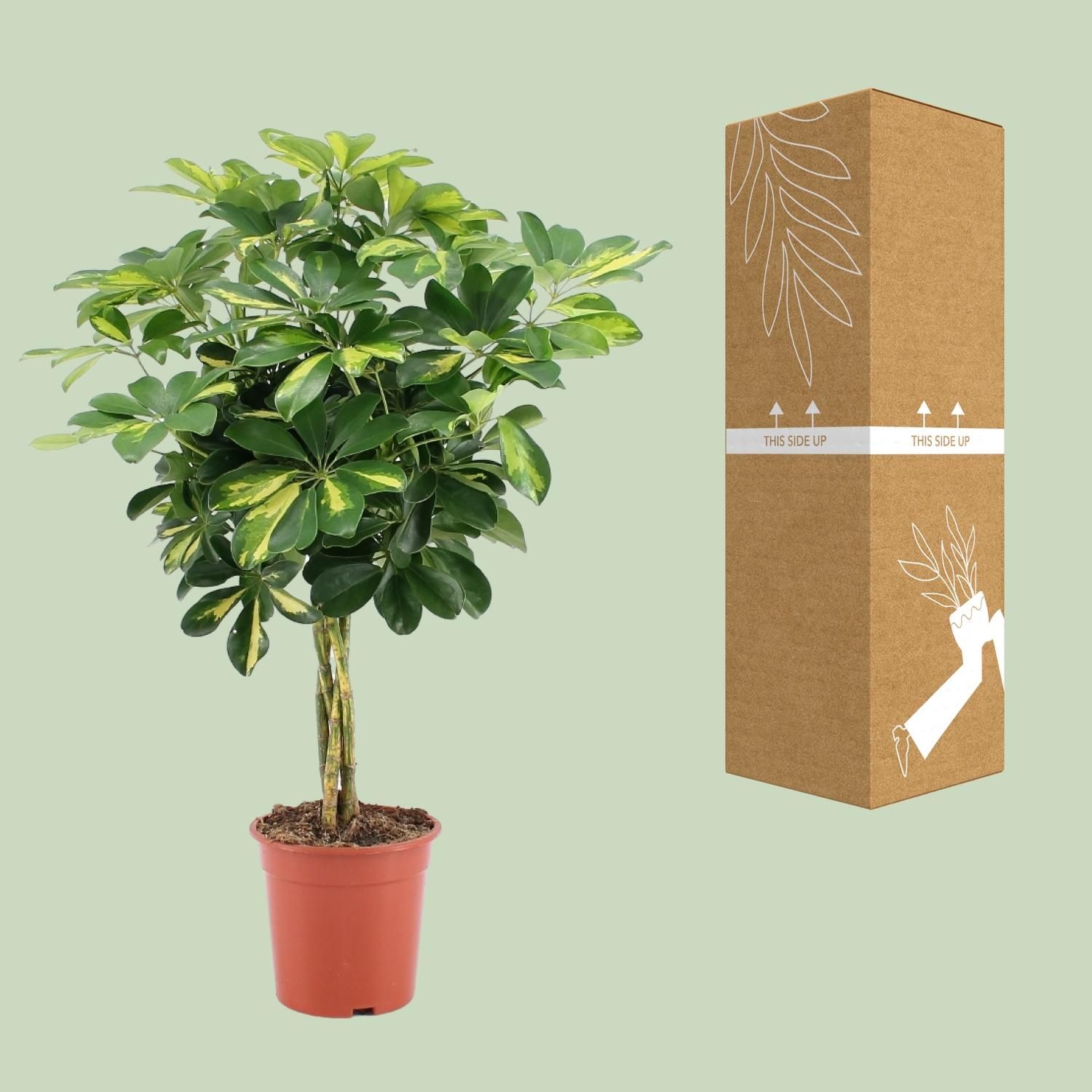 Schefflera Arboricola Gold Capella Zimmerpflanze