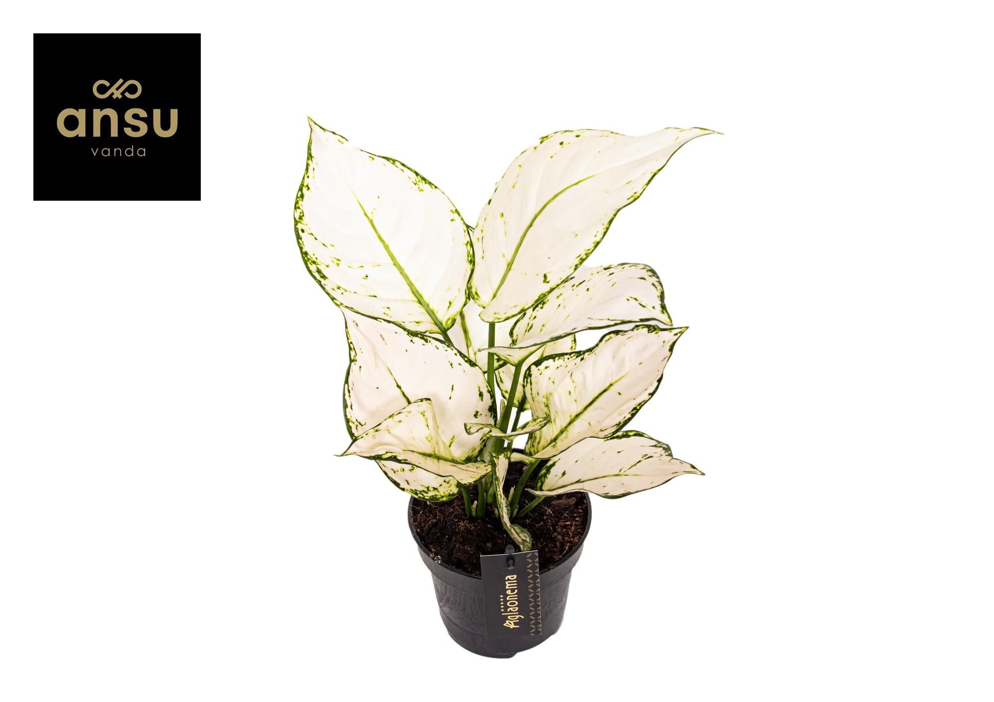 Aglaonema White Joy – Ø12cm Topf – ca. 35cm hoch – Zimmerpflanze