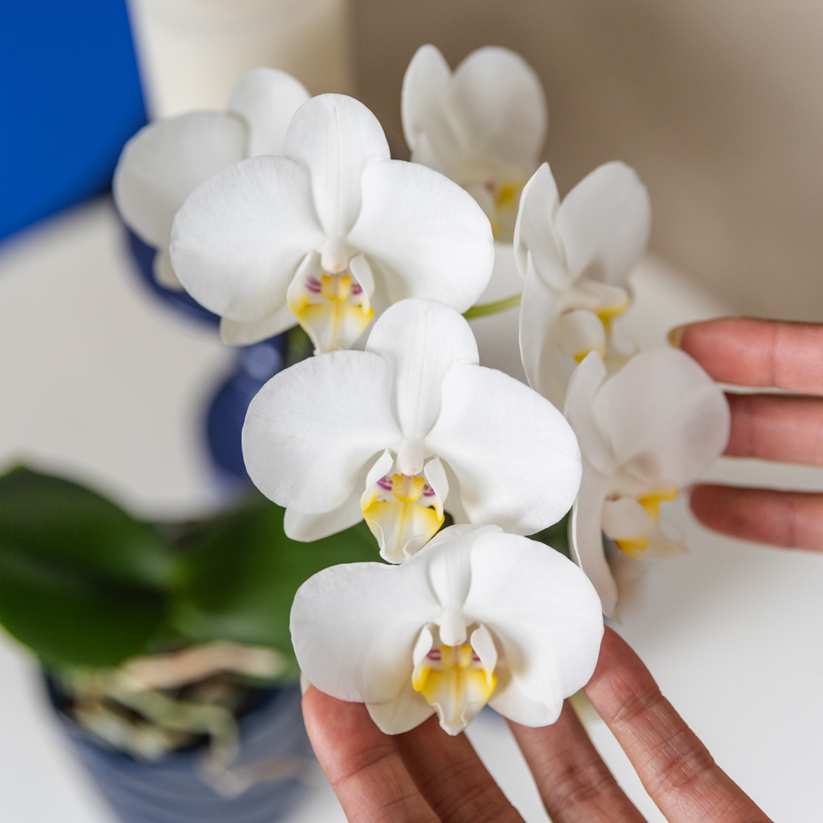 Weiße Phalaenopsis Orchidee Amabilis