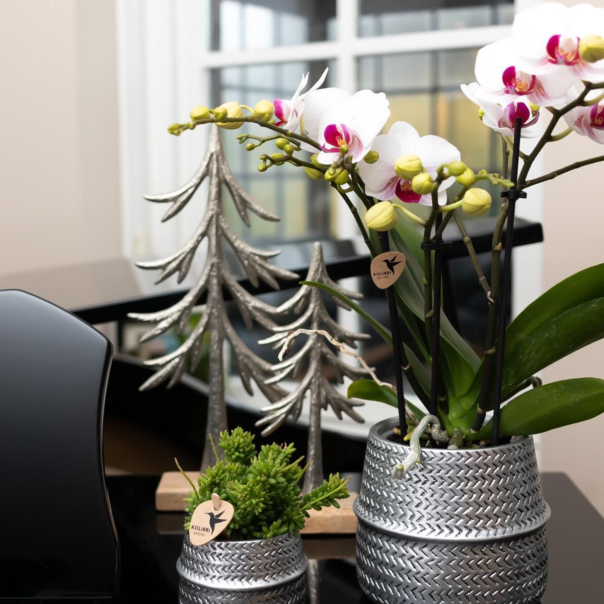 Weiße Phalaenopsis Orchidee Mineral Gibraltar