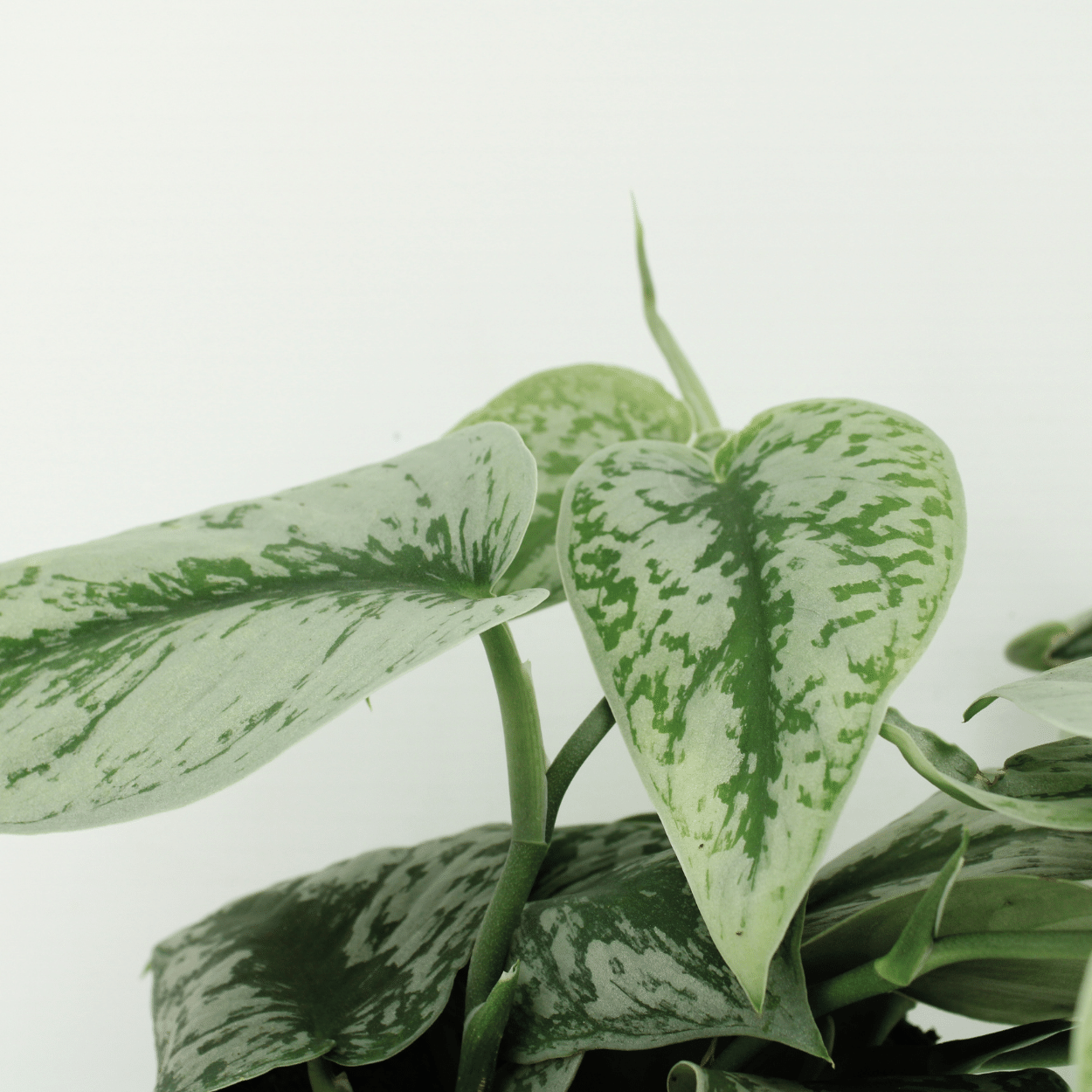 Scindapsus Pictus Trebie - Elegante Kletterpflanze