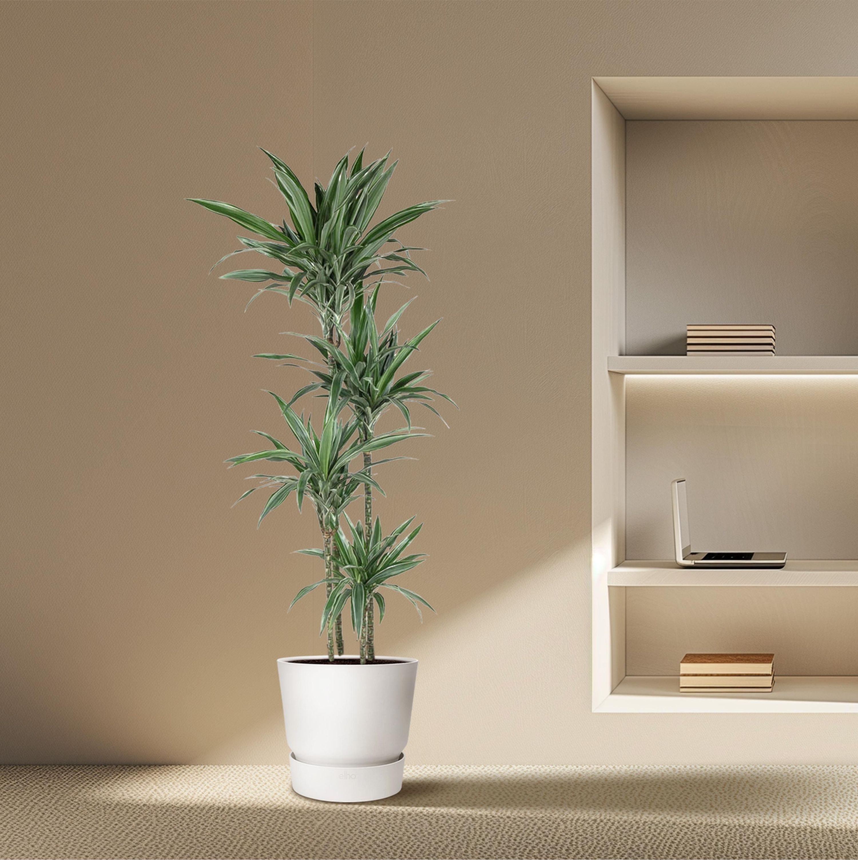 Dracaena Warneckei elegante Zimmerpflanze