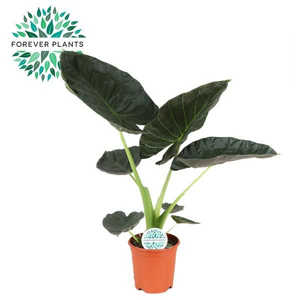 Alocasia Regal Shield Zimmerpflanze