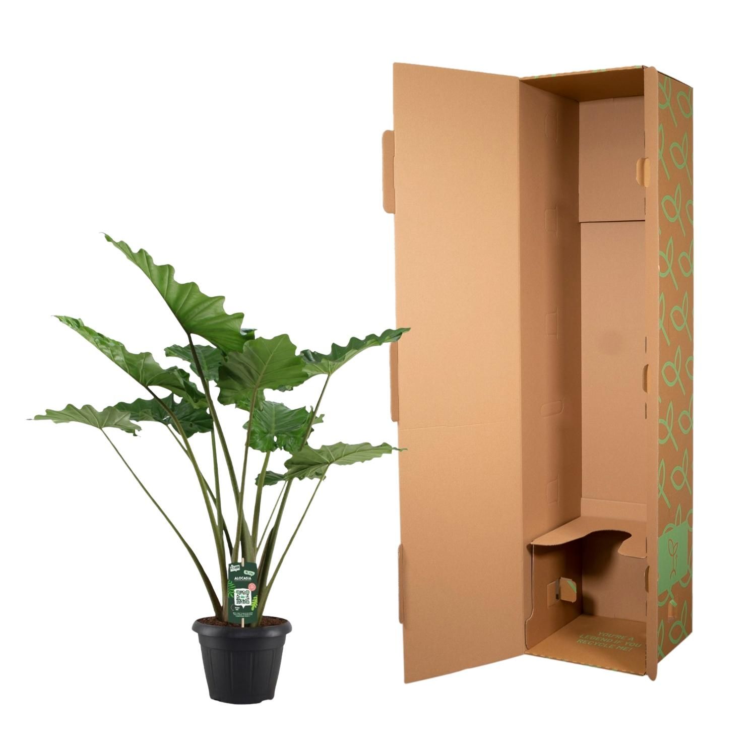 Alocasia Portodora Zimmerpflanze