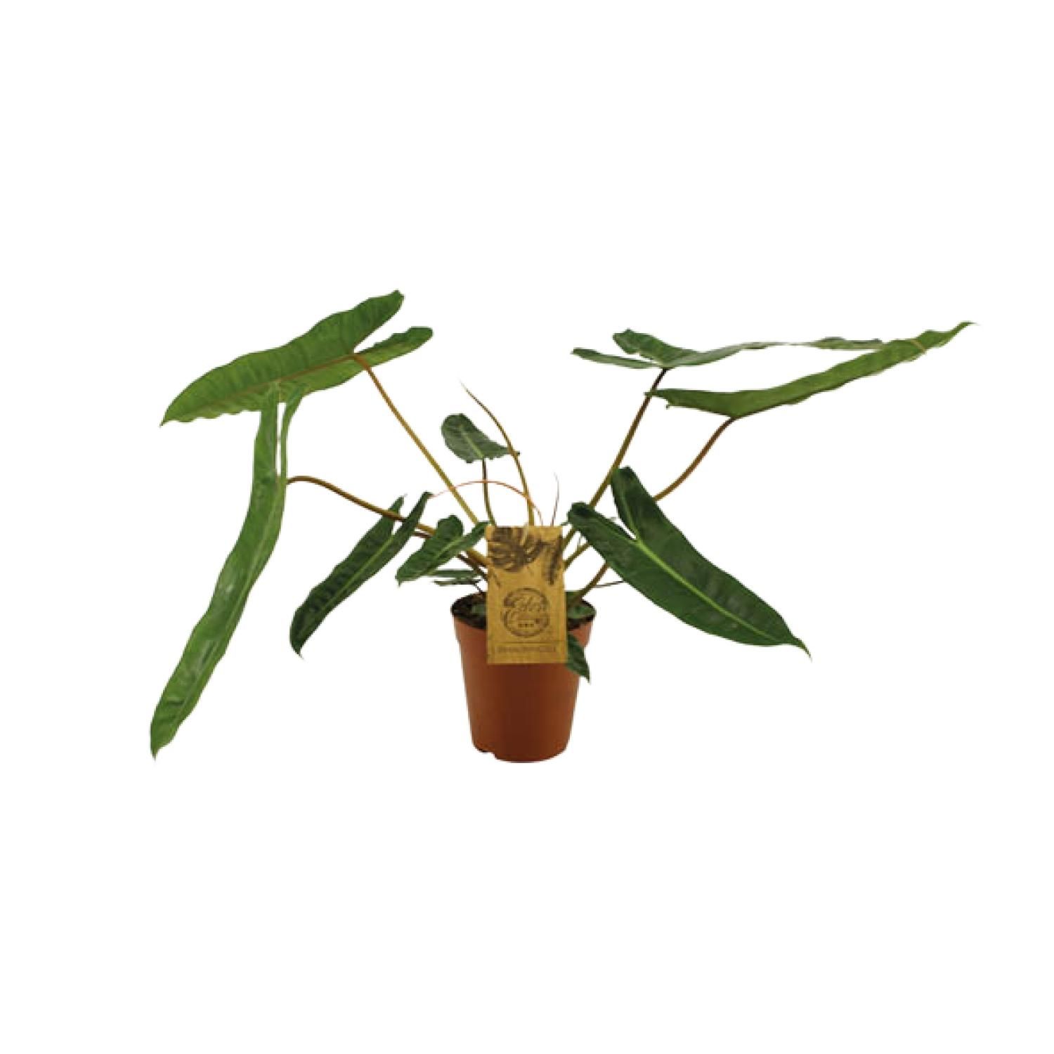 Philodendron Billetiae Zimmerpflanze