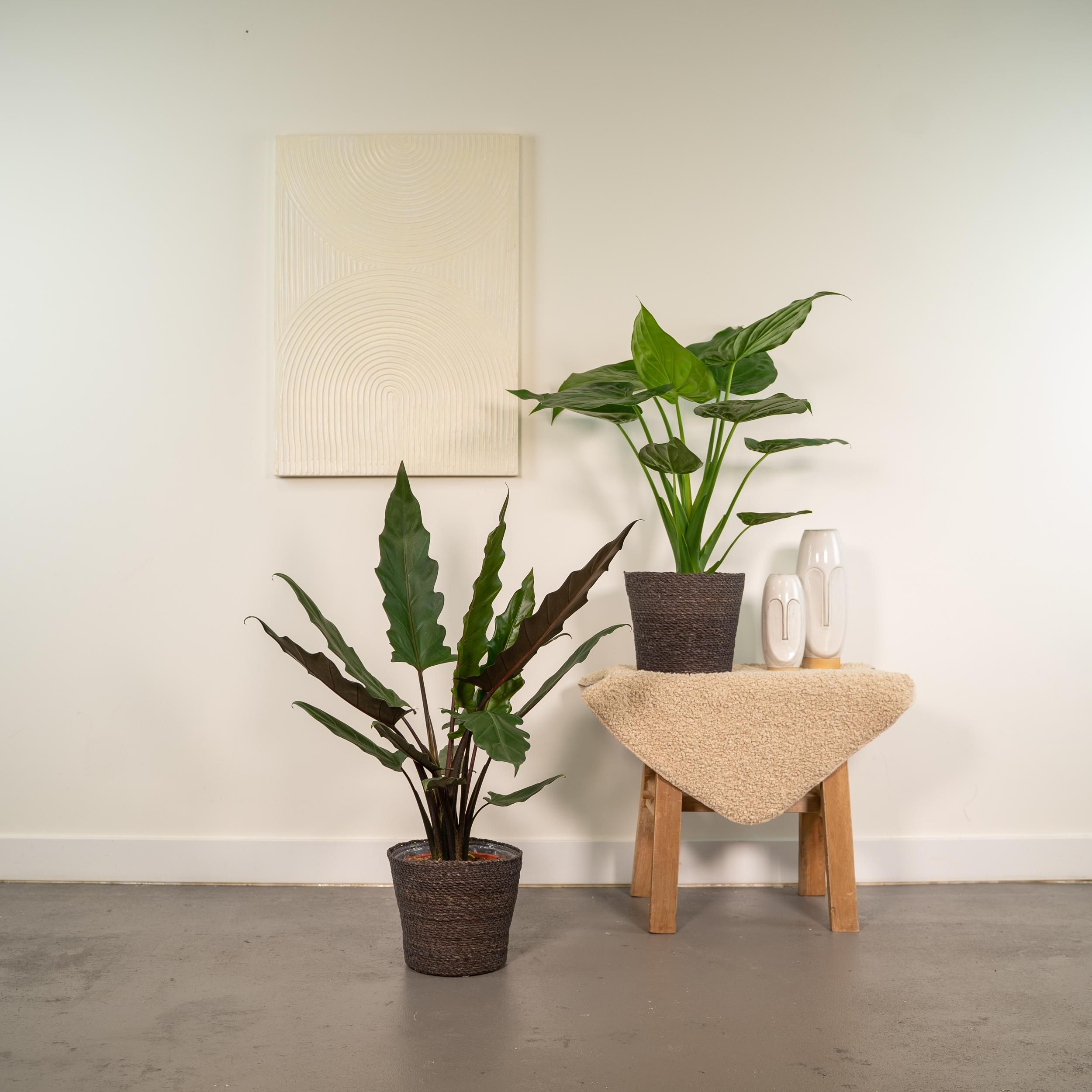 Alocasia Cucullata Zimmerpflanze mit Herzförmigen Blättern