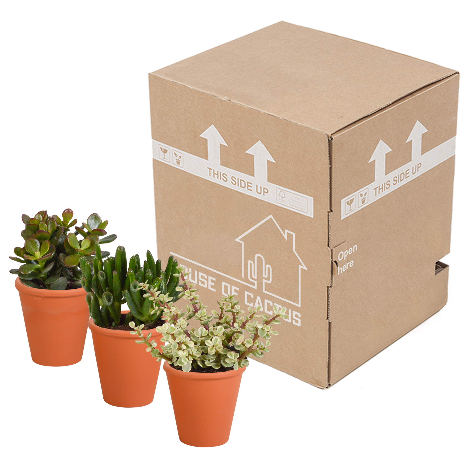 Crassula Mix im Terrakotta-Topf