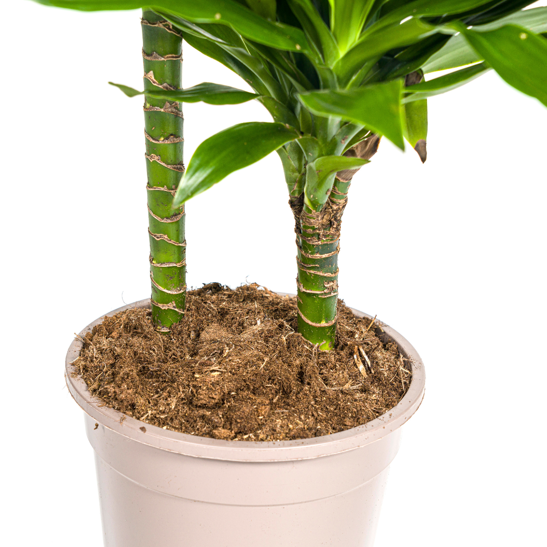 Drachenbaum Green Jewel | Ø19cm | 70-90cm Höhe