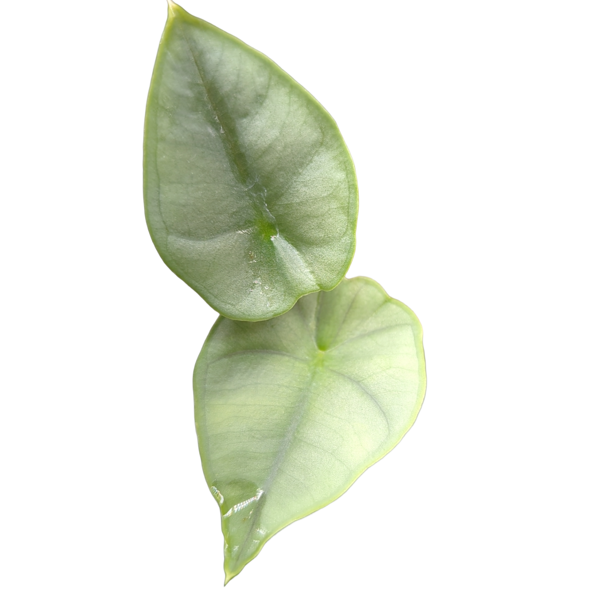 Alocasia nebula Elaine + selbstbewässernder Übertopf