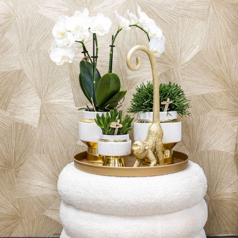 Phalaenopsis Orchidee Amabilis in elegantem Goldtopf