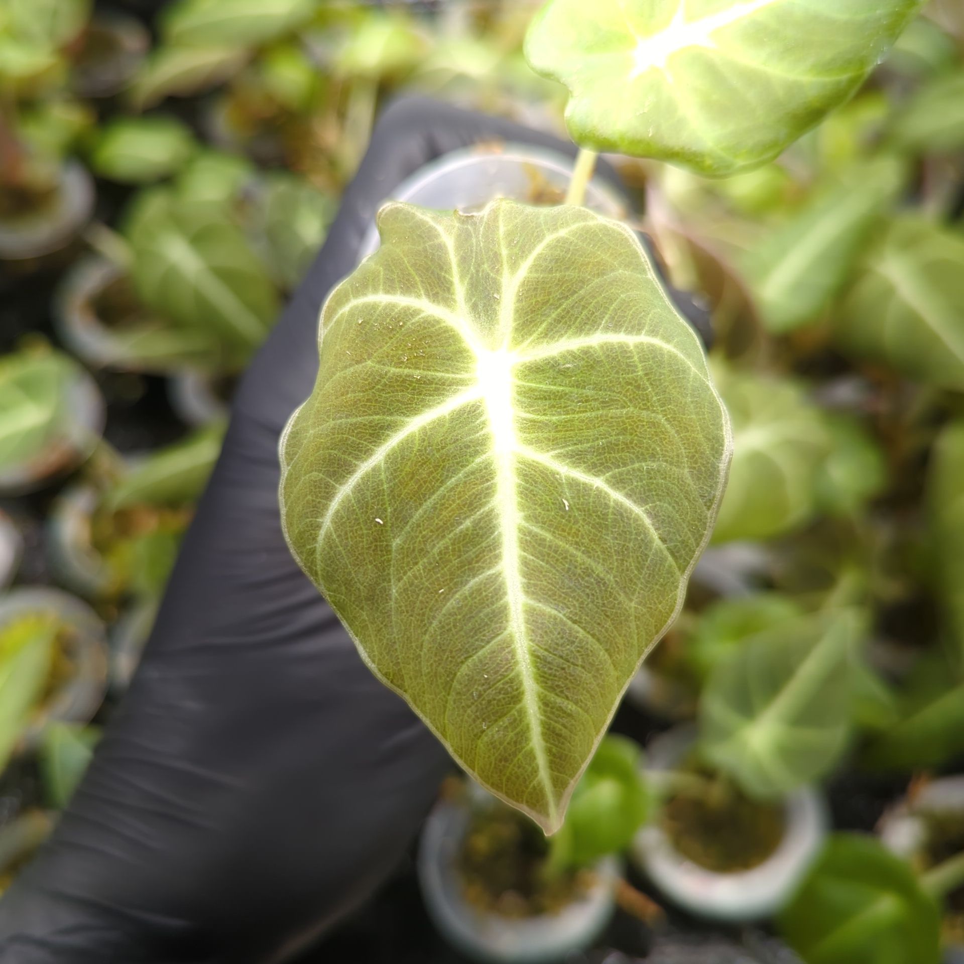 Baby Alocasia reginula Black Velvet + selbstbewässernder Übertopf