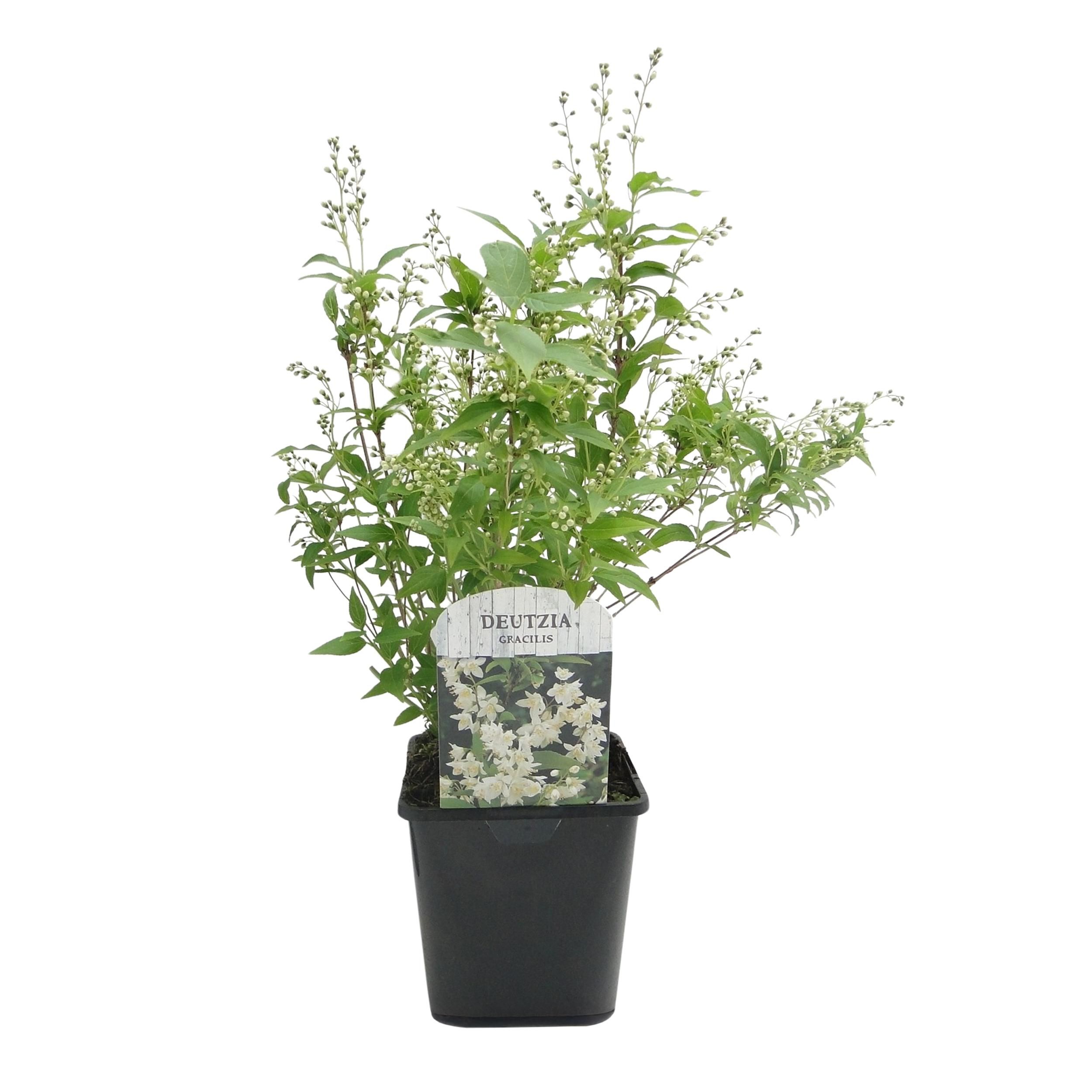 Deutzia Gracilis Strauch – Weiße Blüten – Pflegeleicht & Laubabwerfend