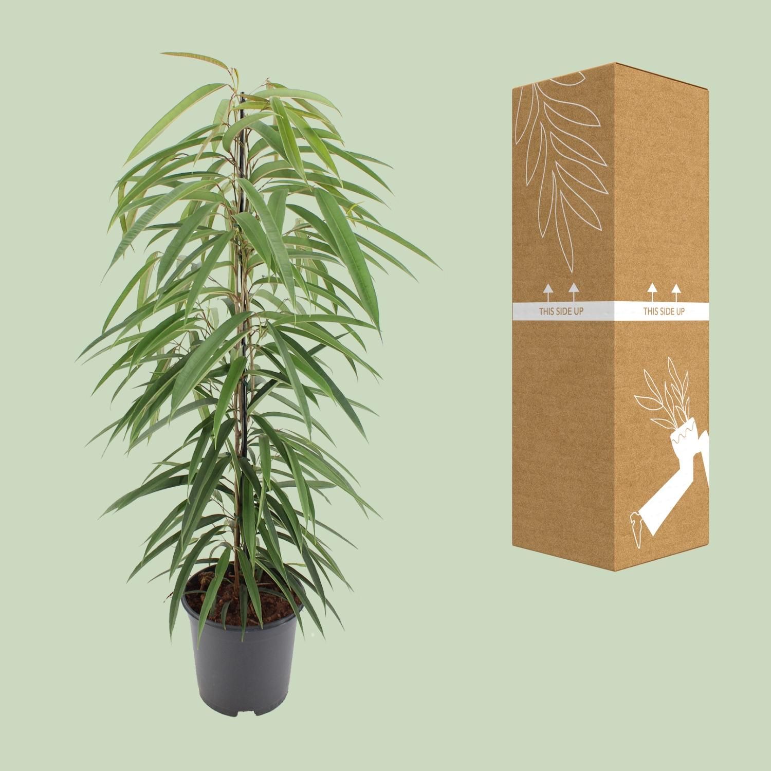 Eleganter Ficus Binnendijkii Alii Zimmerpflanze
