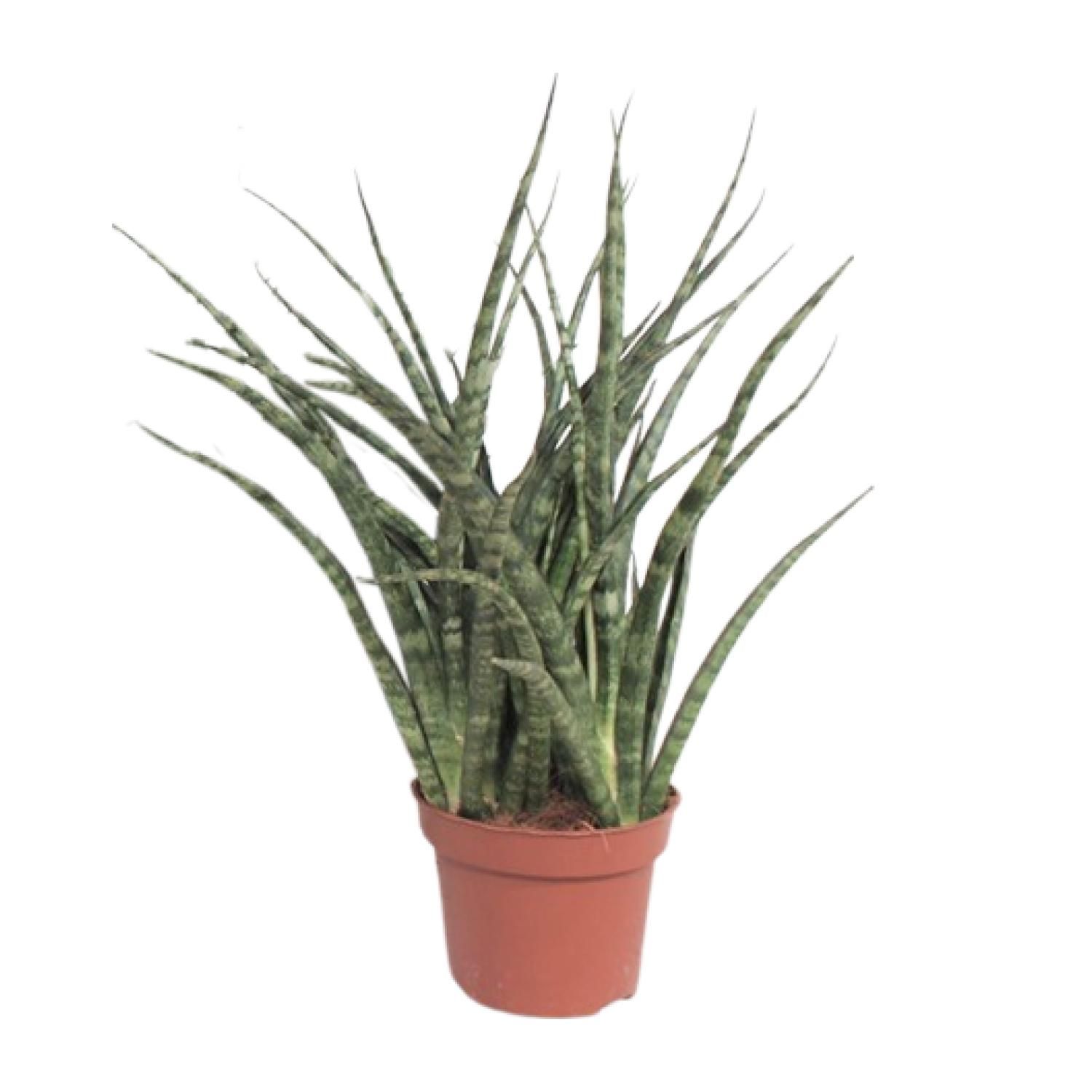 Sansevieria Fernwood Punk Zimmerpflanze