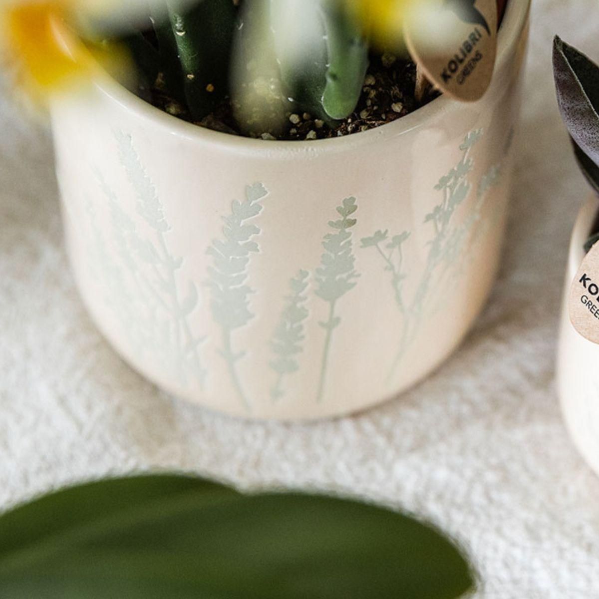 Orchidee Gelb im Floralen Ziertopf Hellblau – Topf Ø9cm | Blühende Zimmerpflanze