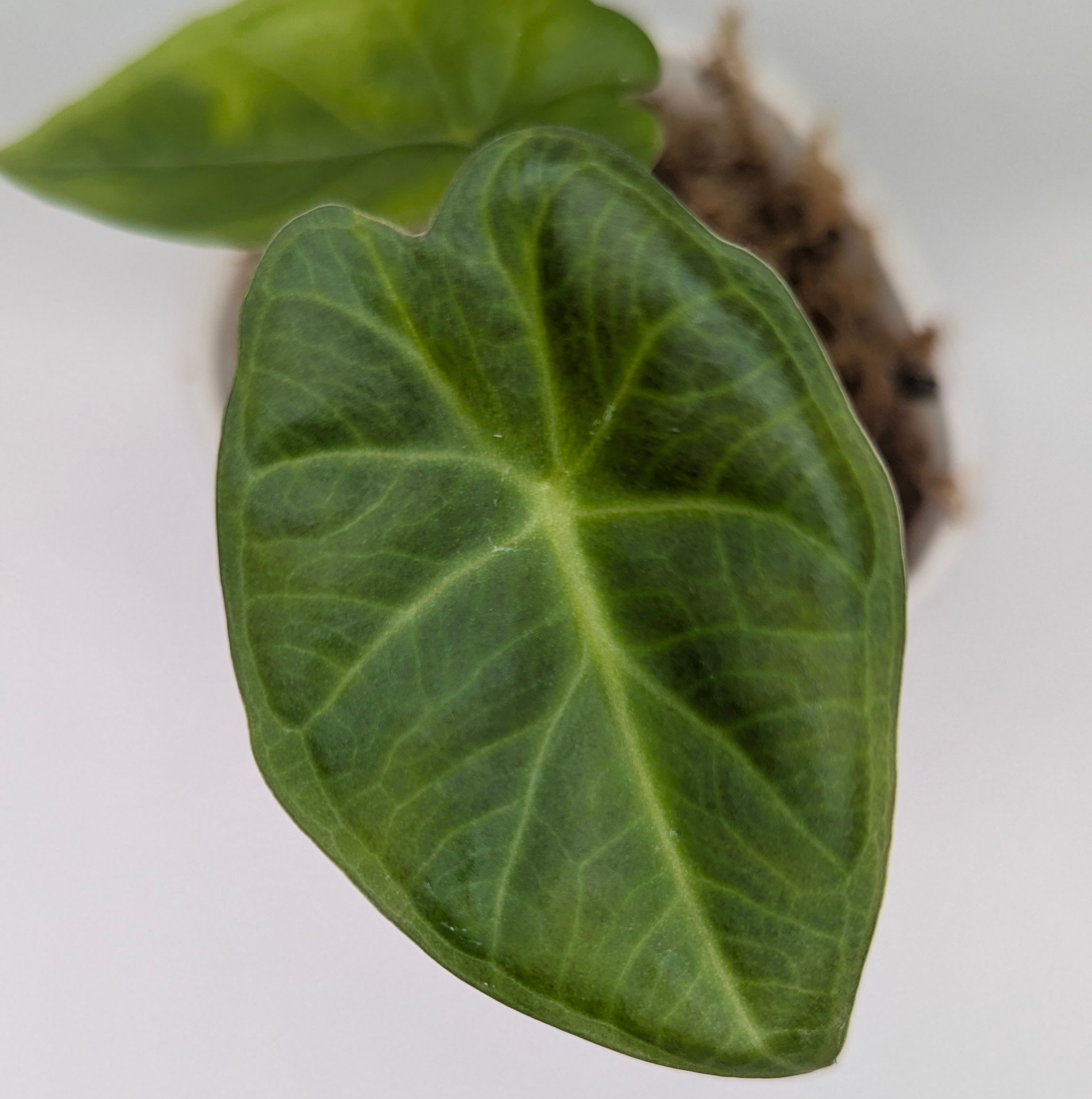 Alocasia Odora Regal Shields
