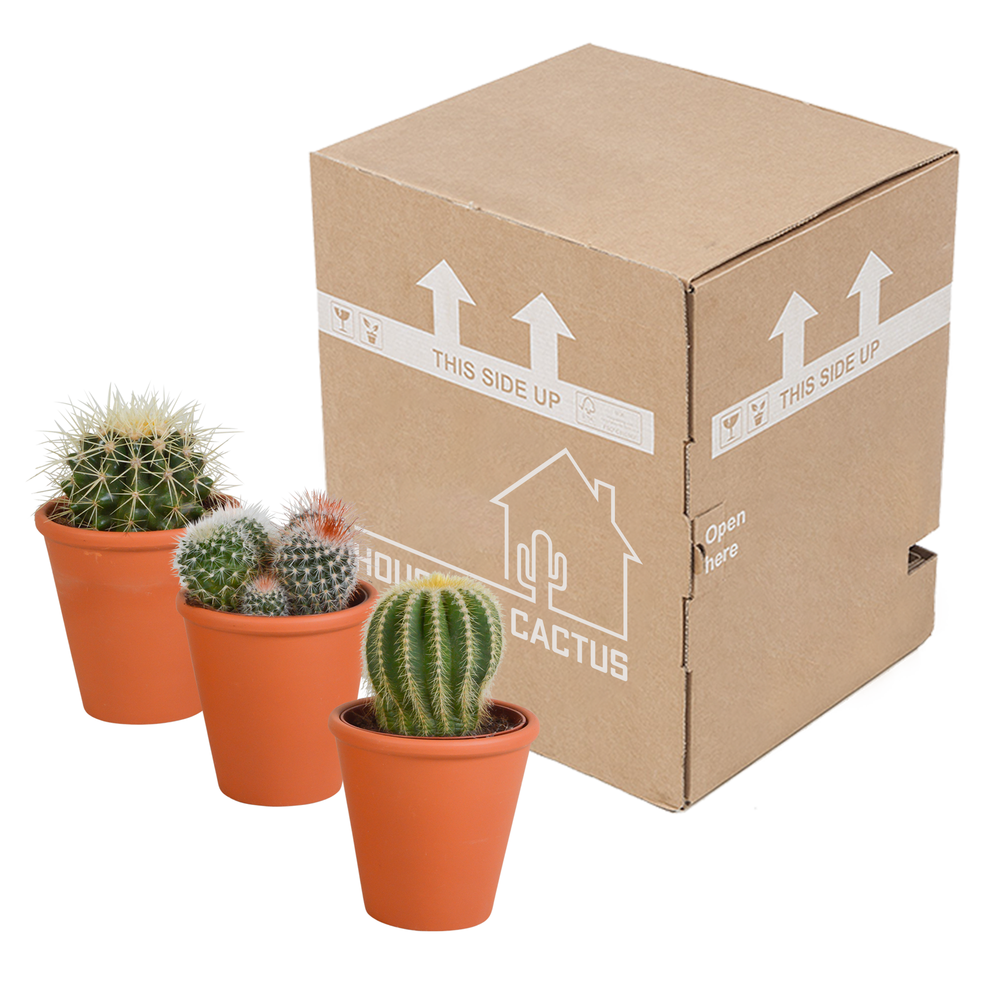 3x Bolcactus-Mischung 8,5 cm – in Terrakottatopf