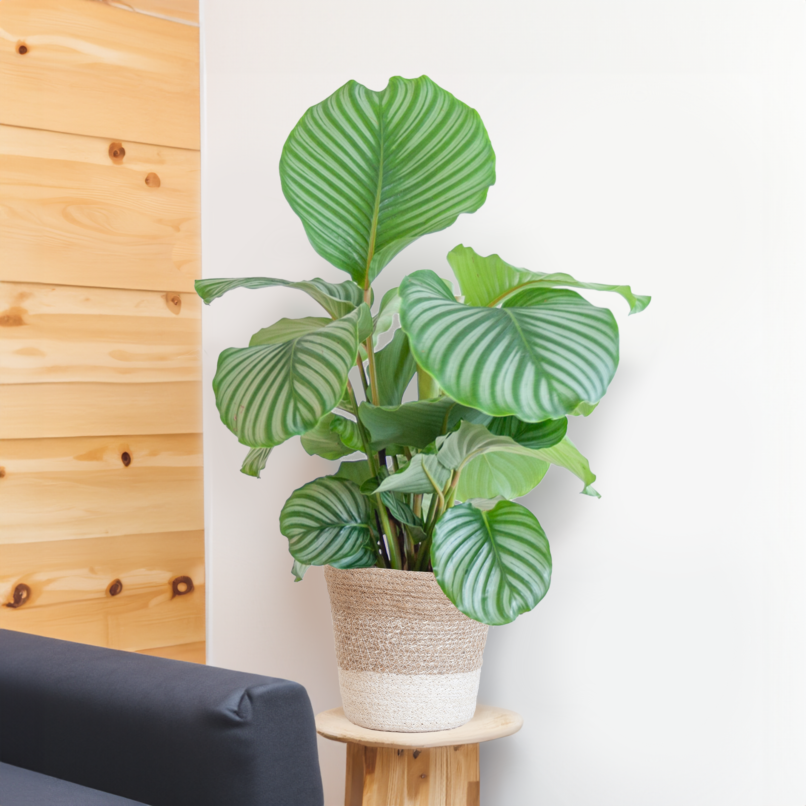 Calathea Orbifolia Zimmerpflanze mit Lissabon Korb
