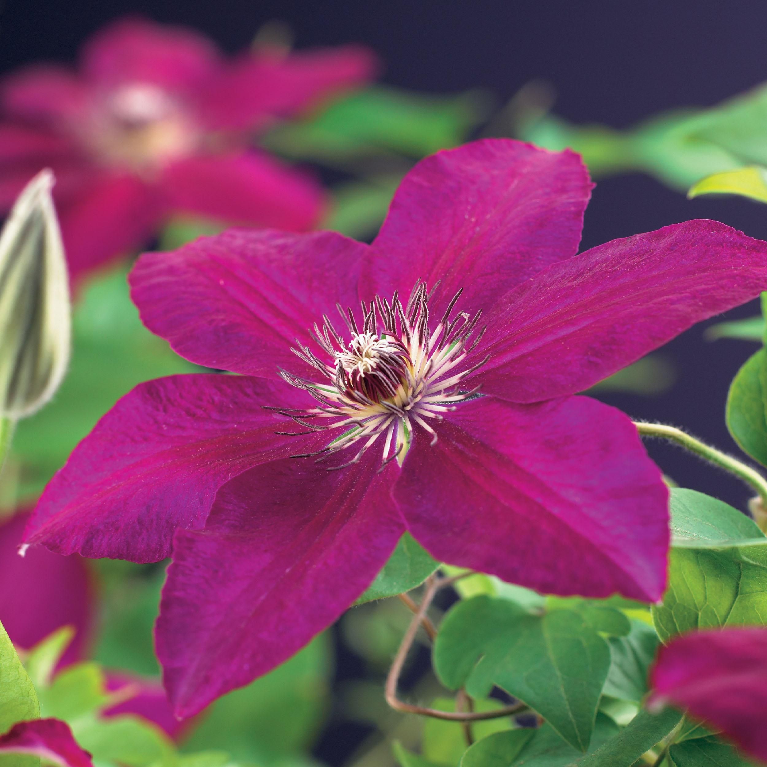 Kletterpflanze Clematis Westerplatte – Rote Blüten – Pflegeleicht – 2 Stück