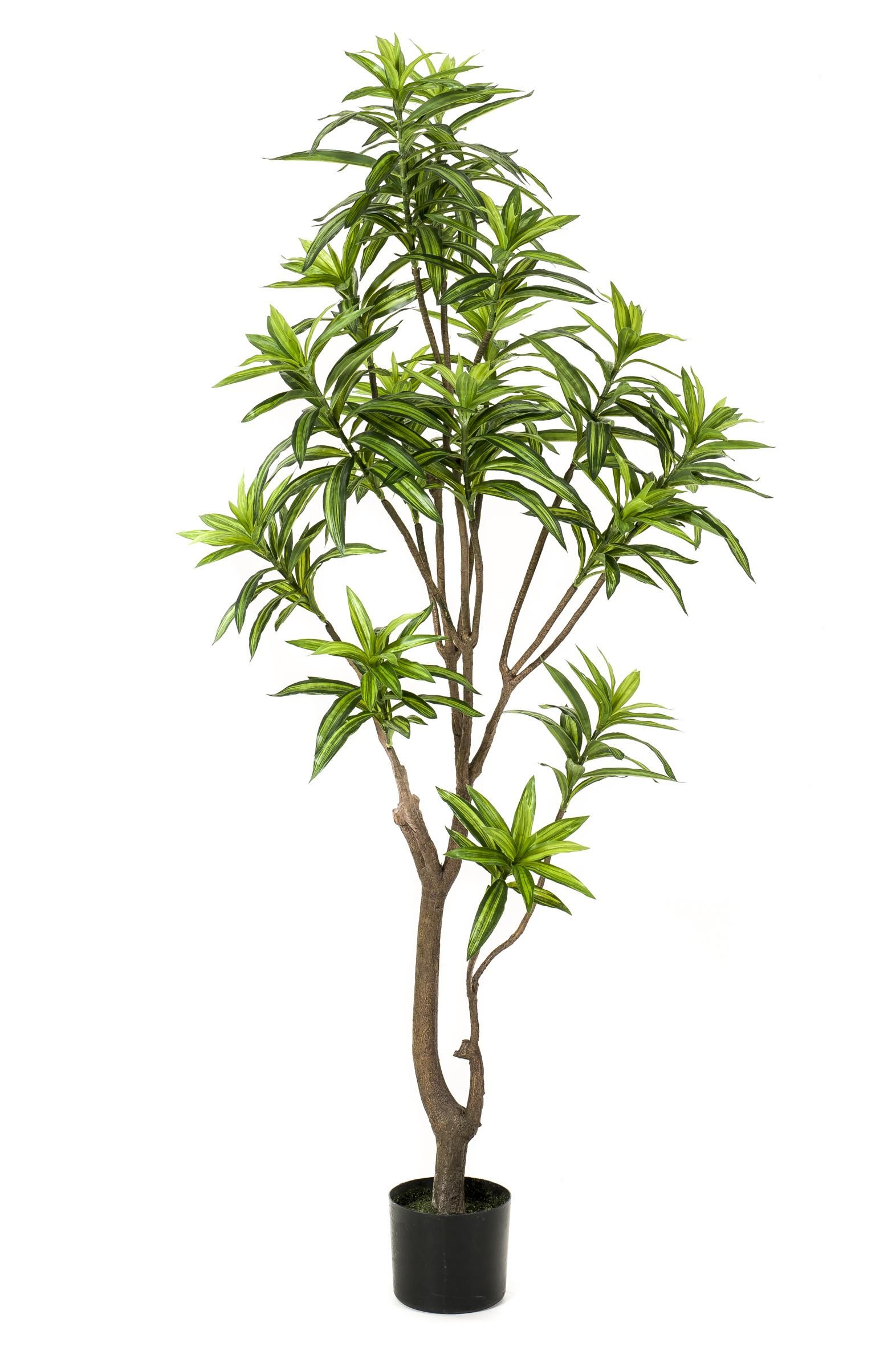 Künstlicher Dracaena Drachenbaum mit natürlichen Blättern