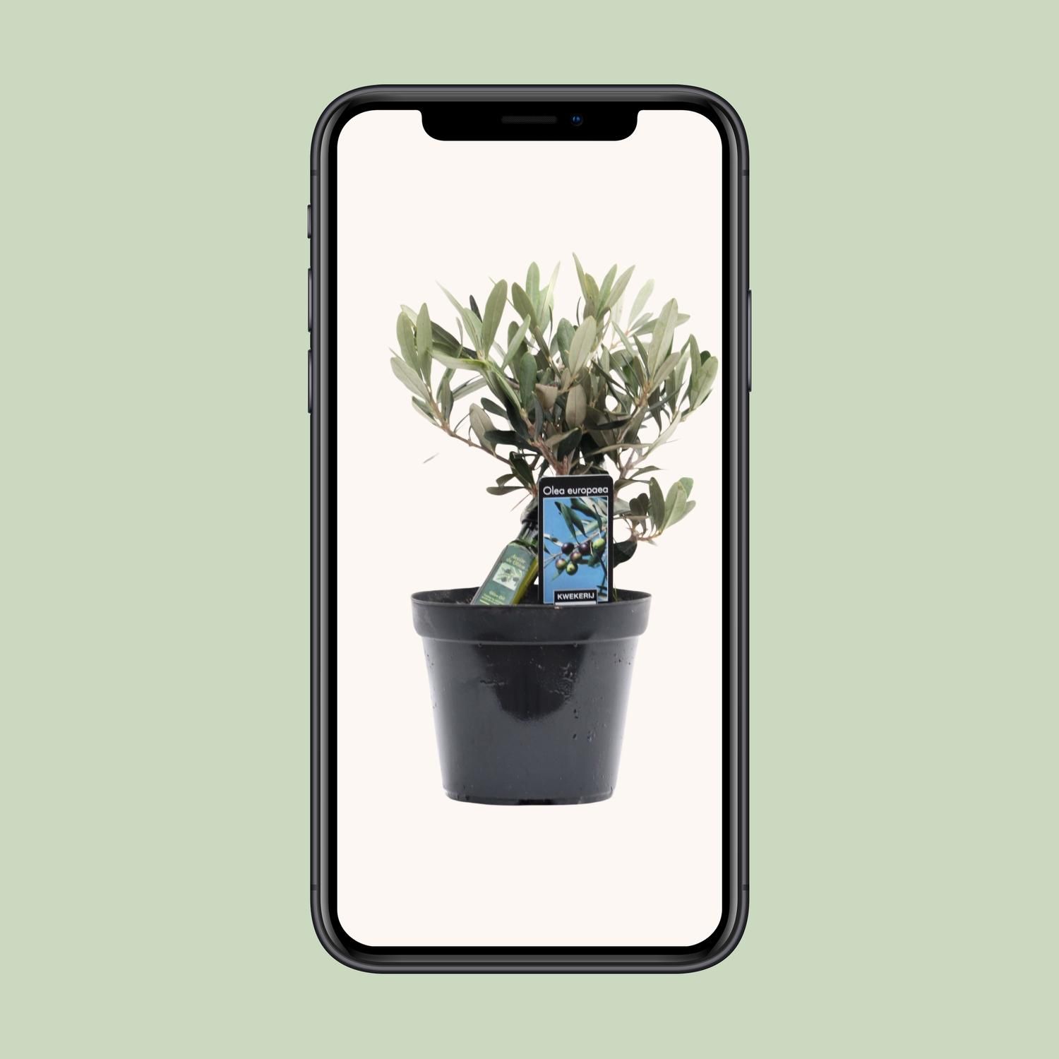 Olea Olive Mediterrane Zimmerpflanze