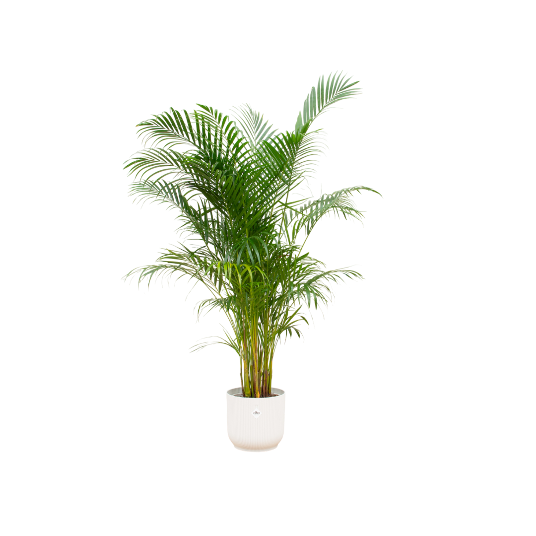 Areca-Palme im stilvollen weißen Übertopf