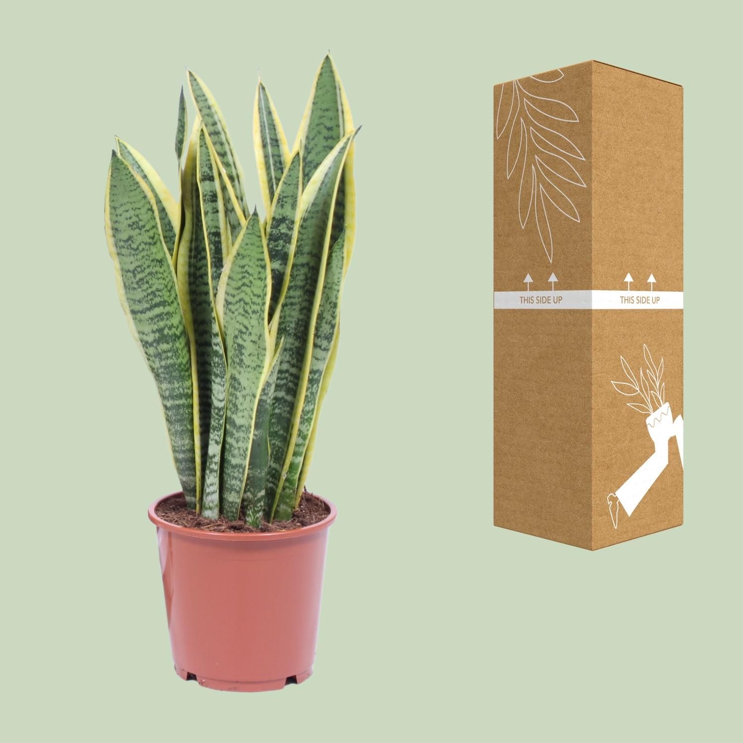 Sansevieria Laurentii - Elegante Zimmerpflanze mit luftreinigenden Blättern