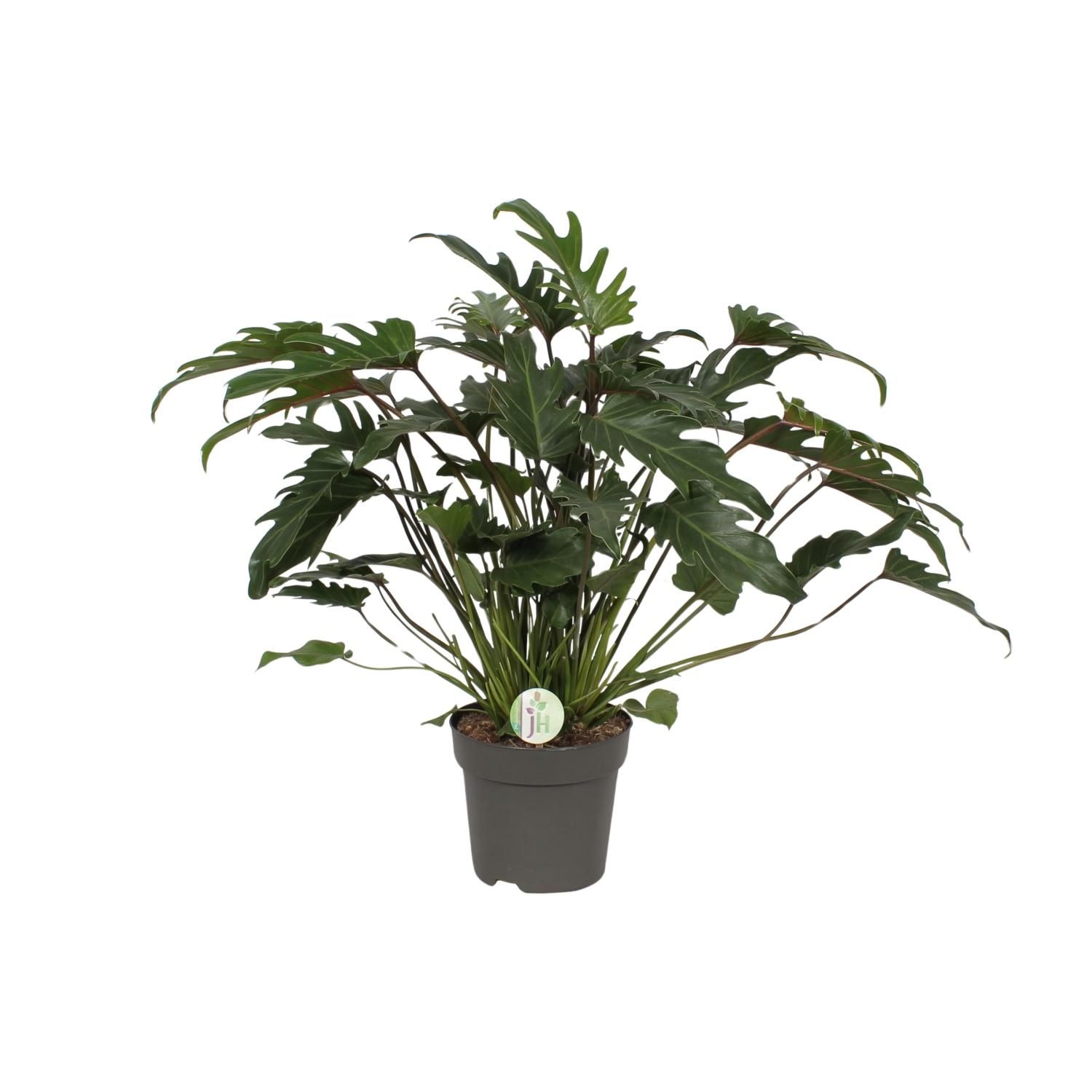 Philodendron Xanadu Zimmerpflanze