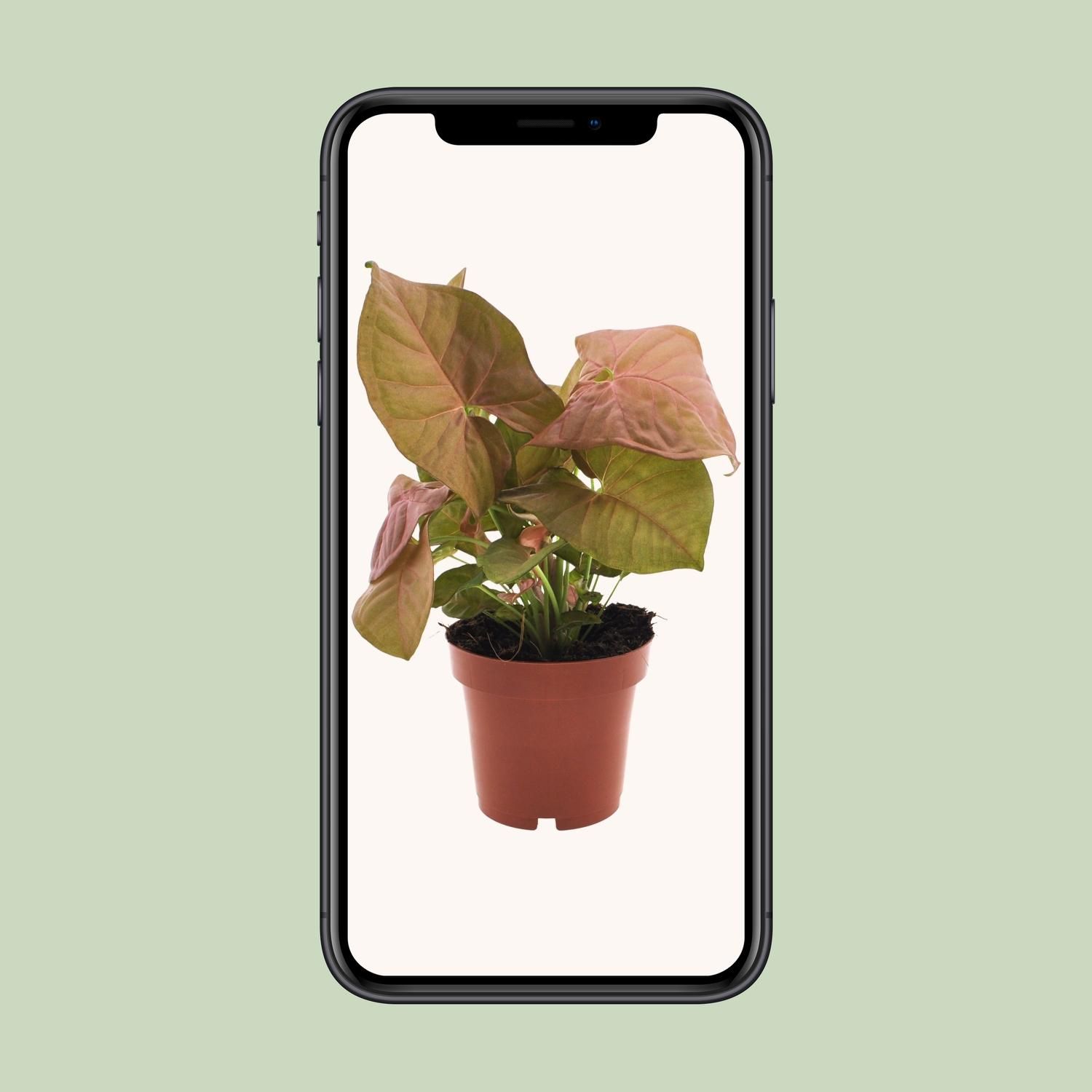 Syngonium Neon - Pfeilspitzenpflanze mit dekorativem Charakter