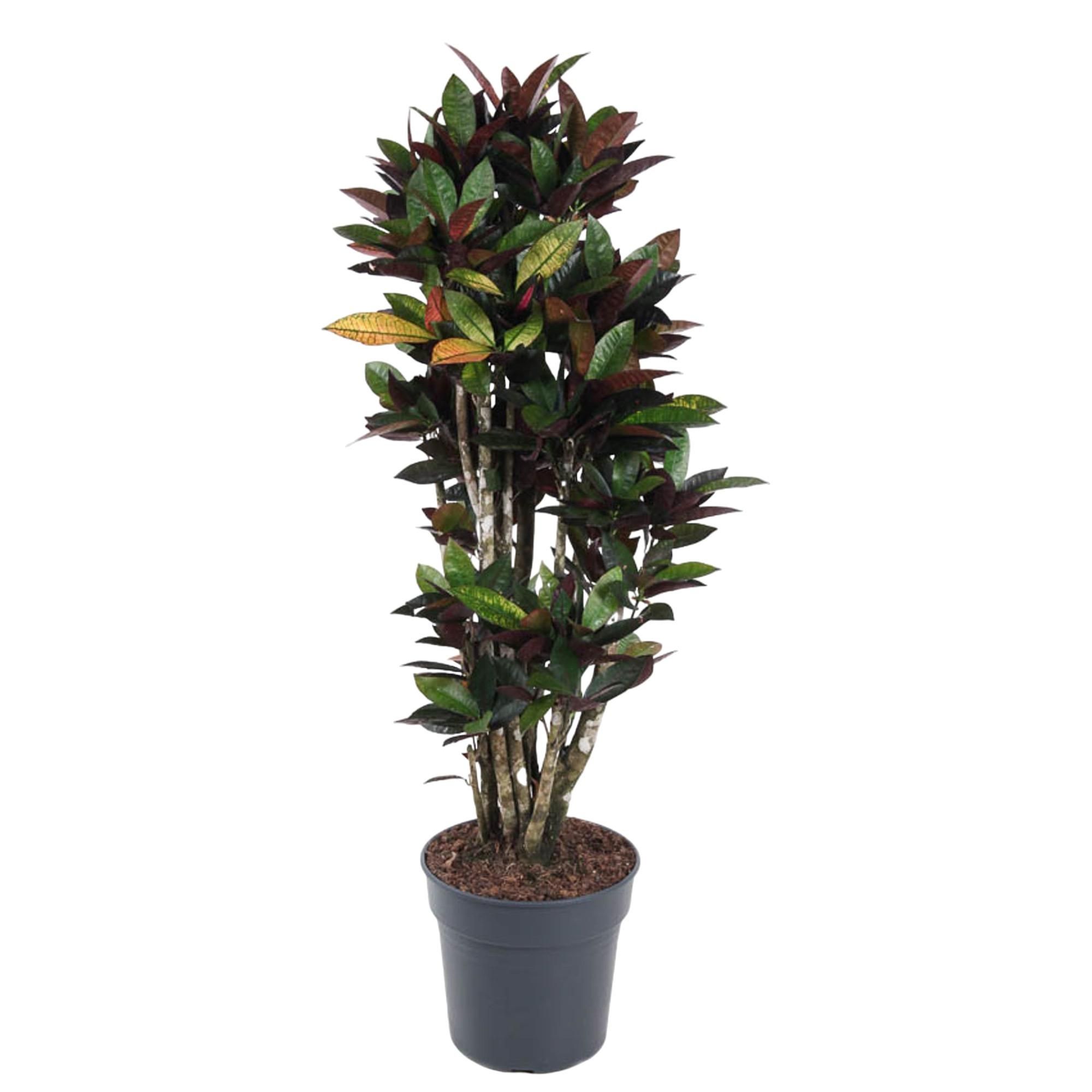 Codiaeum Mammi Zimmerpflanze mit bunten Blättern